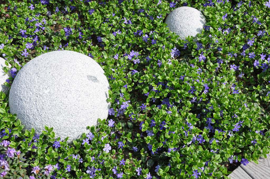 Почвопокровные растения: Зеленый ковер для сада