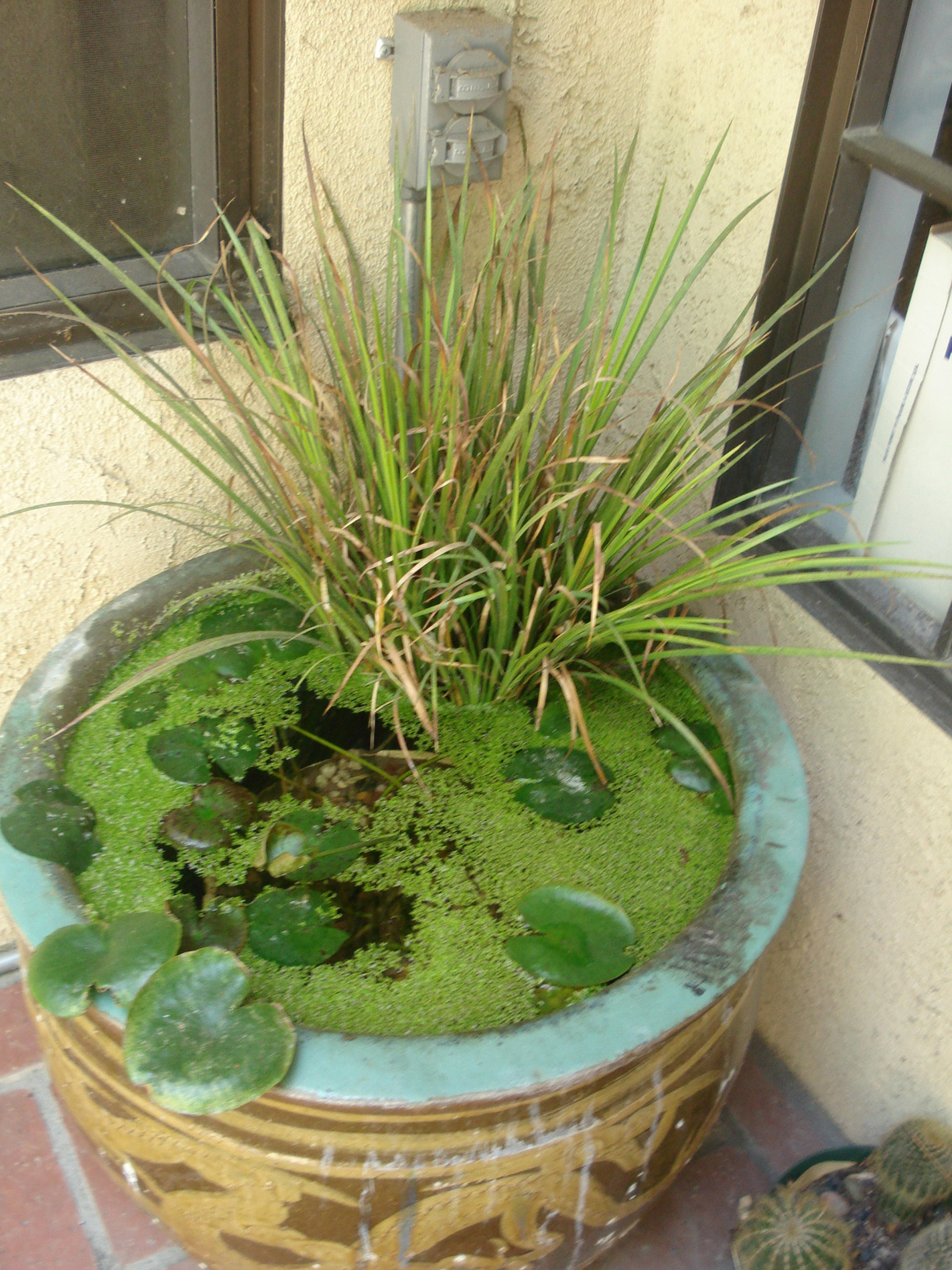 Живой сад: С бабочками, пчелами и жуками — что надо посадить