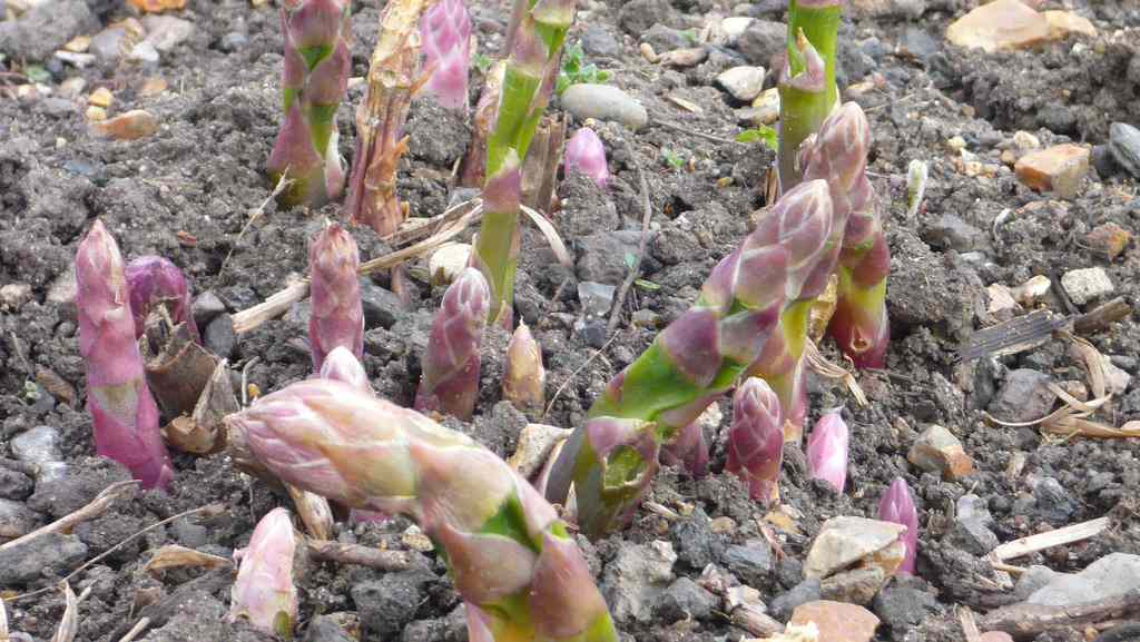 И все-таки уже весна: Календарь садовода на март
