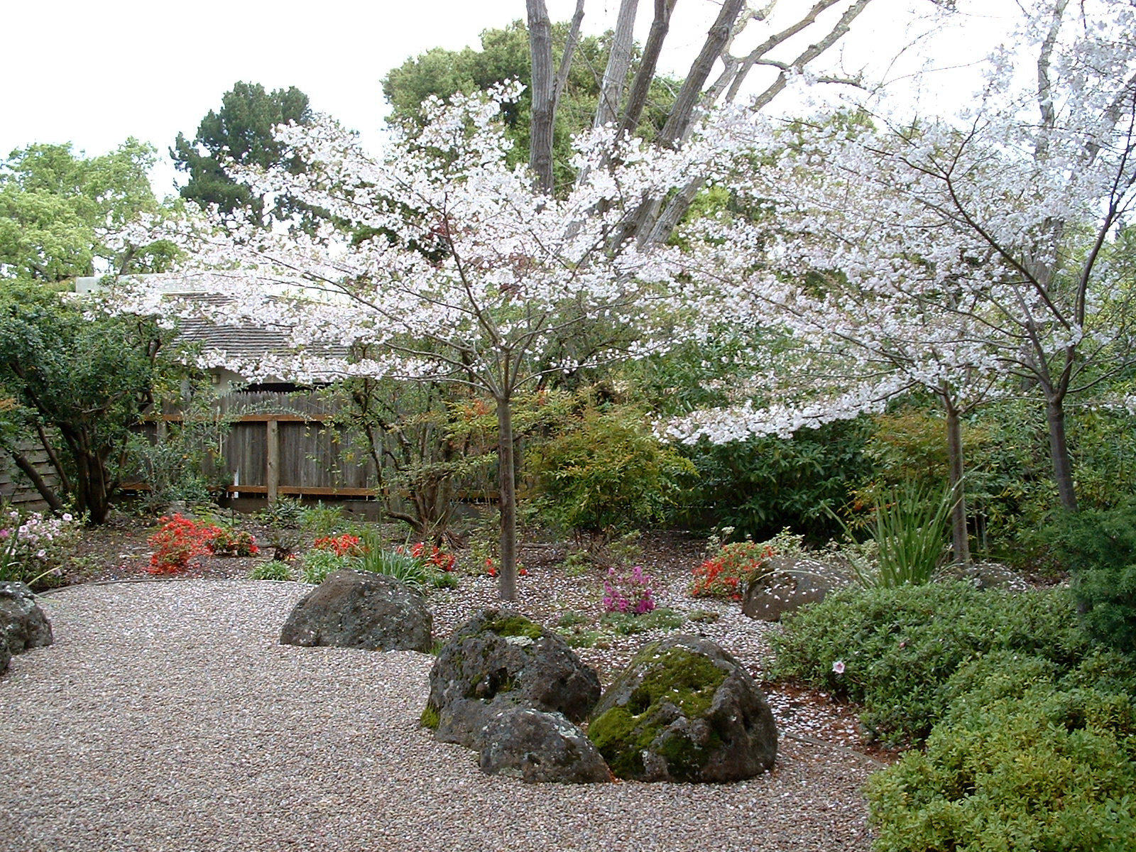 Вишня в цвету: Ханами, или Искусство любования цветением сакуры
