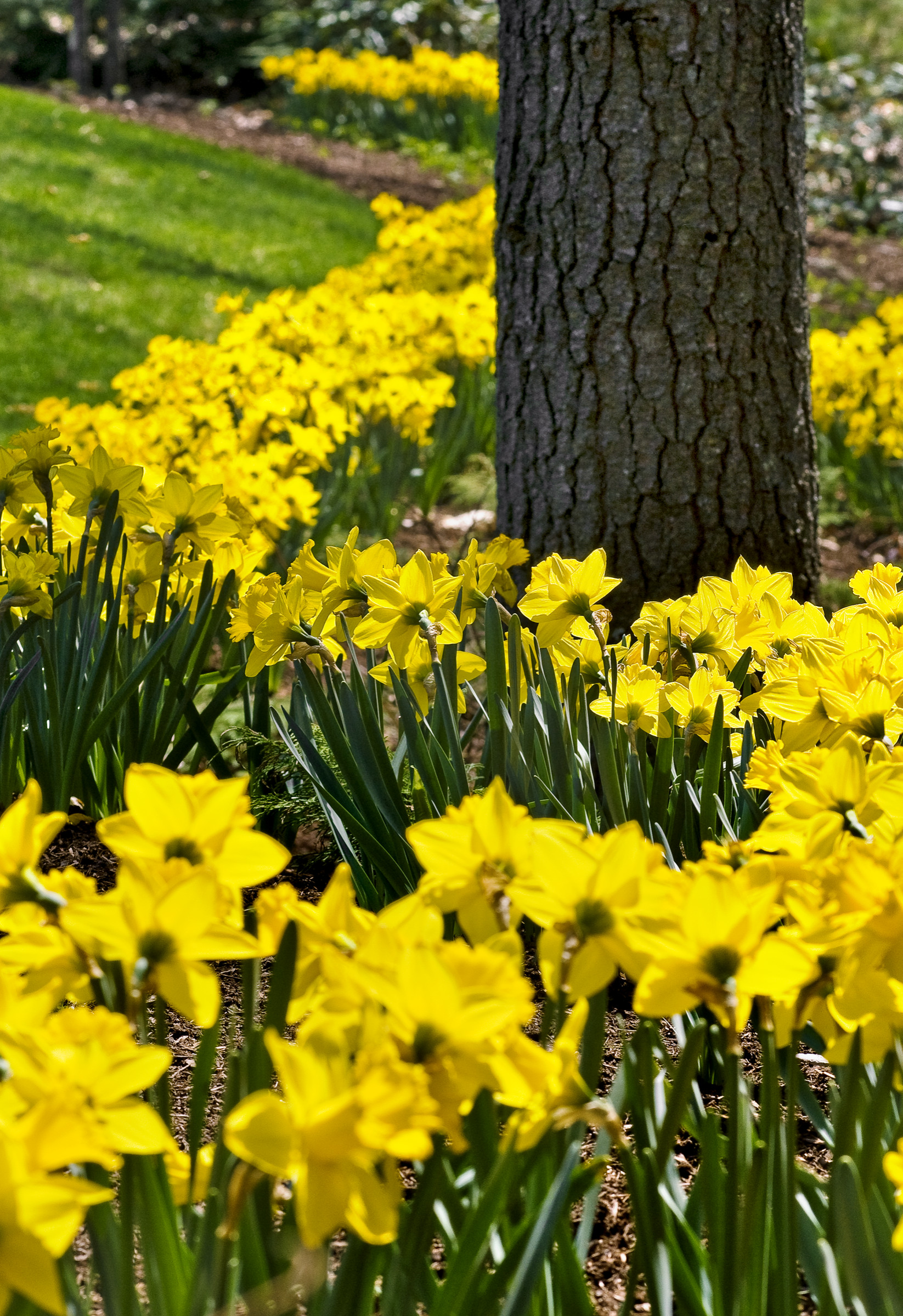 Цветущий сад: Календарь на май для дачников и садоводов