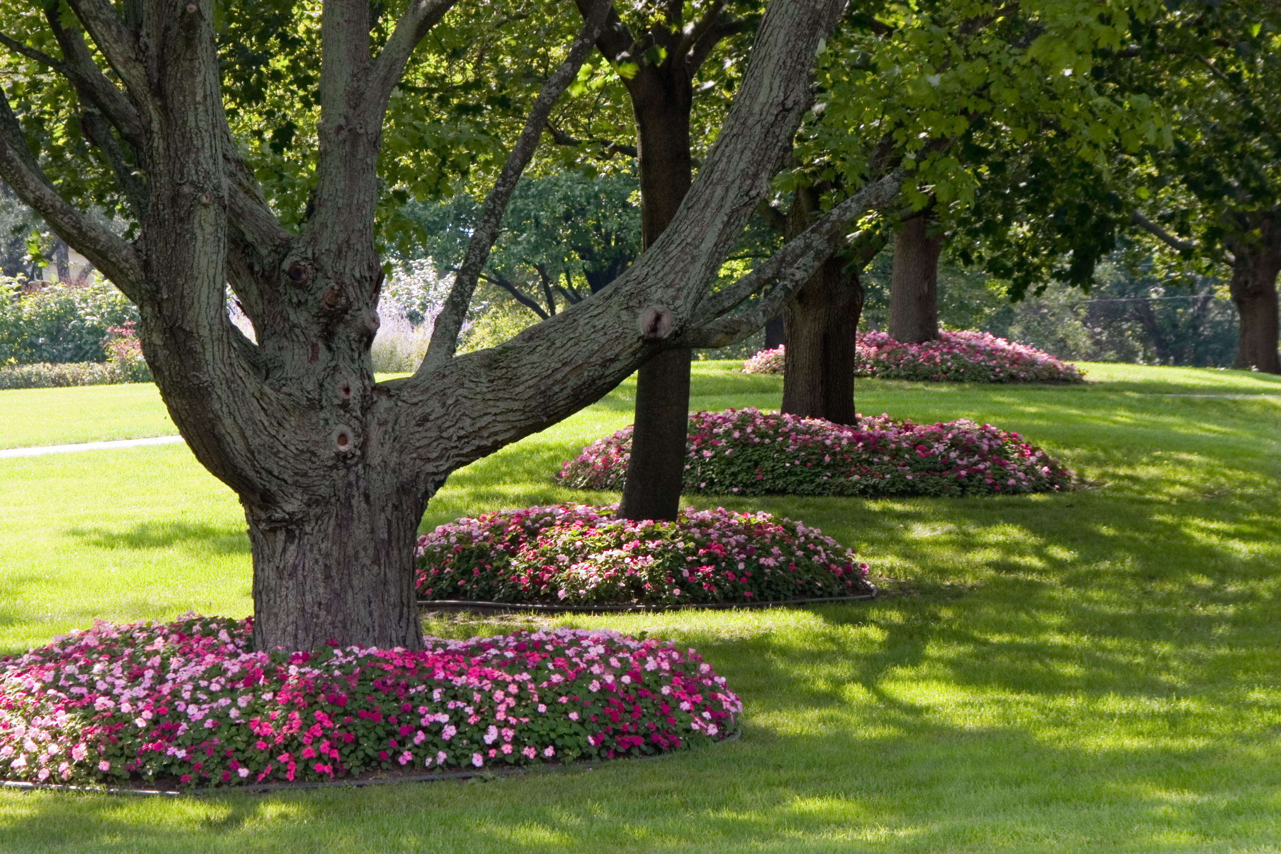 Свой круг: Как оформить приствольные круги деревьев