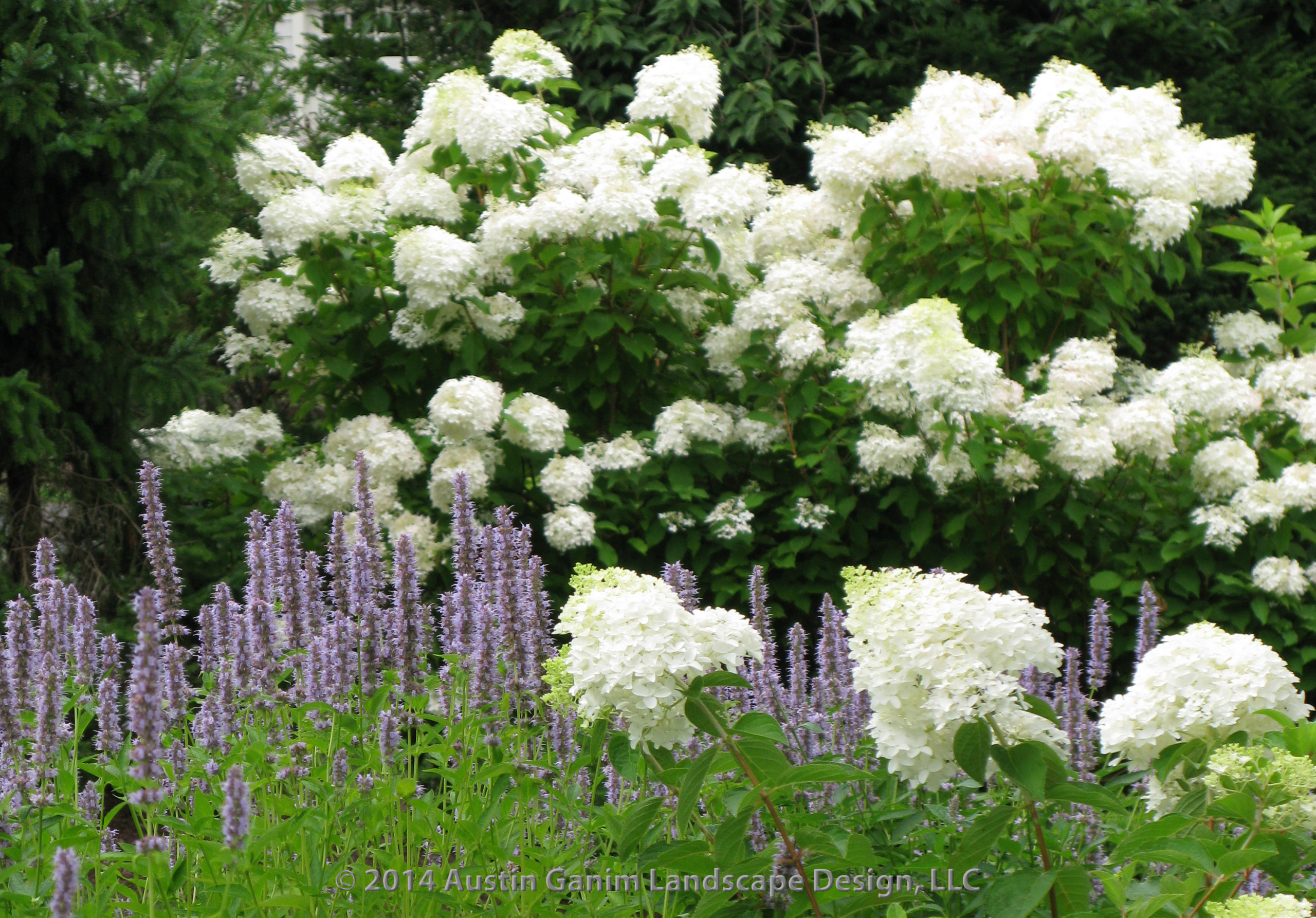 Вопрос: Как правильно выращивать гортензию