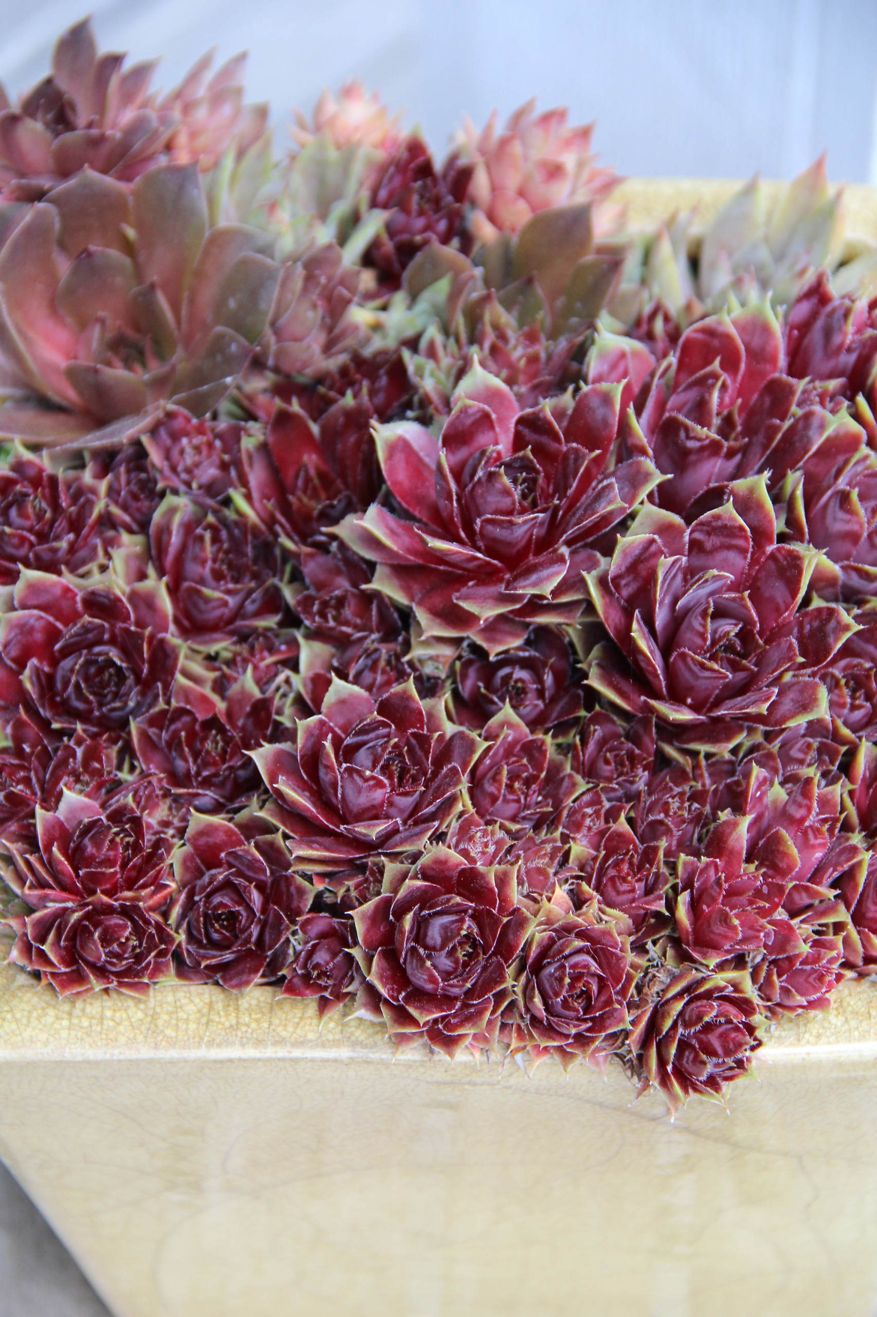 Как правильно: Горшечный сад осенью — проводим апгрейд