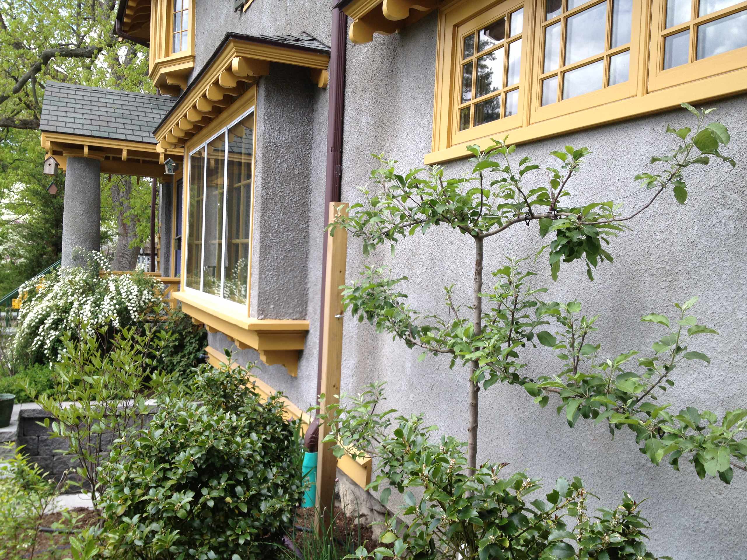 Шпалера в саду: Как вырастить деревья необычной формы