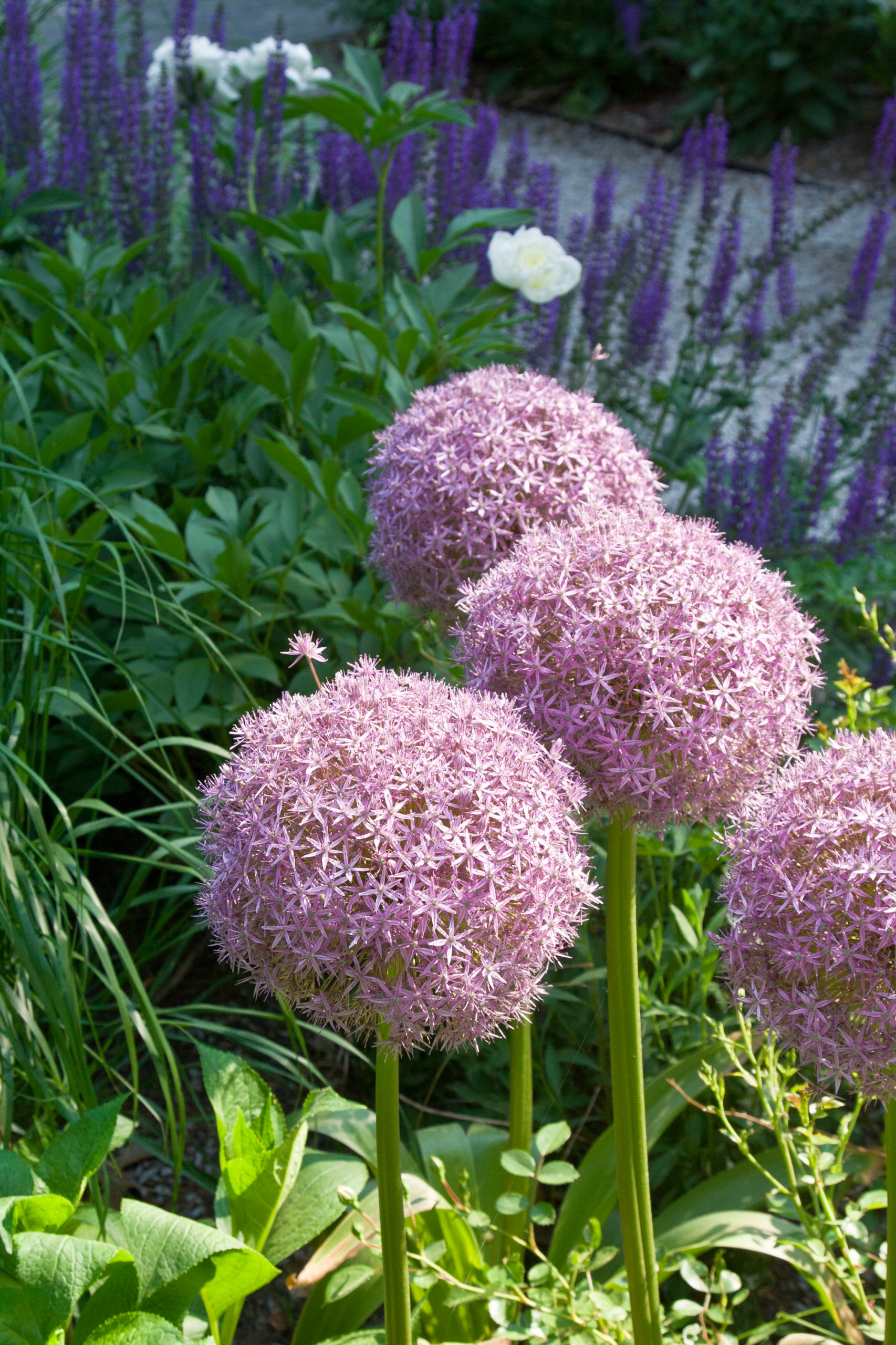 Шаром покати: Классические приемы украшения сада сферами
