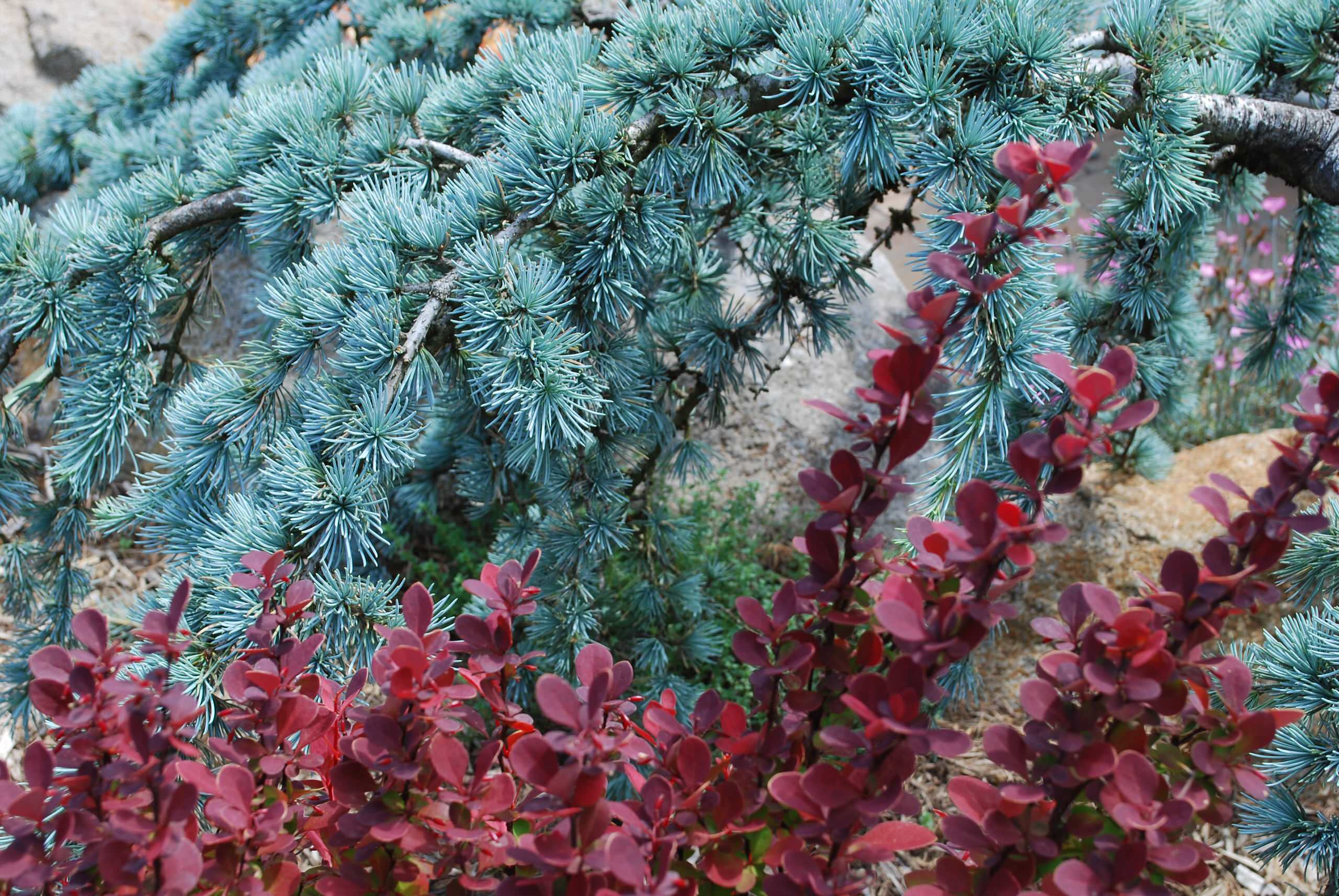 Сад без клумб: Оставляем только деревья и кустарники