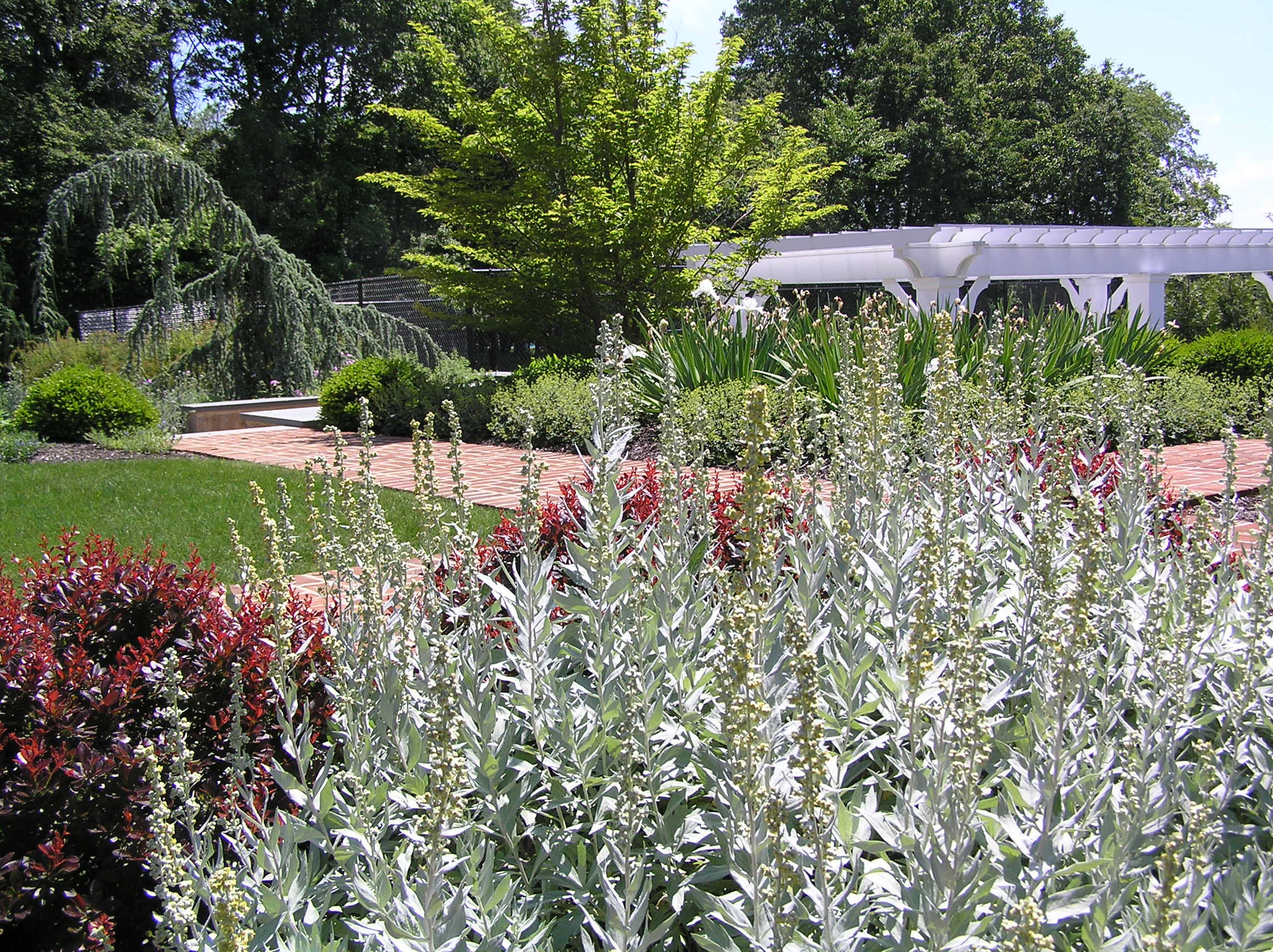 Солнцелюбивые растения для сада: 11 сценариев посадки