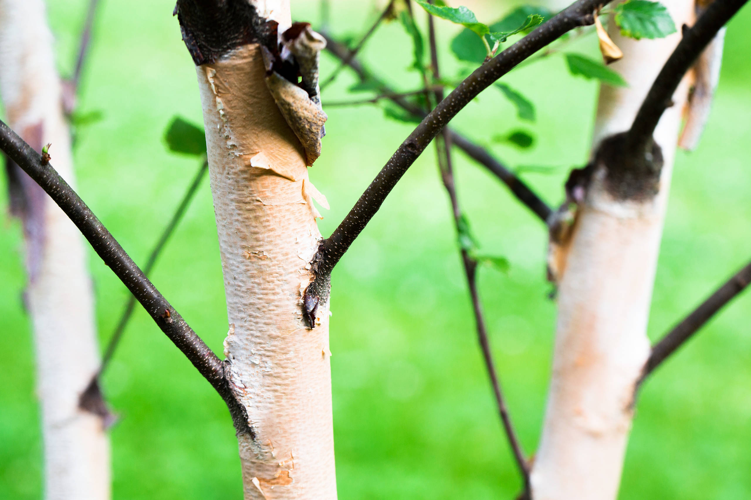 Работа над ошибками: Что пошло не так с деревьями