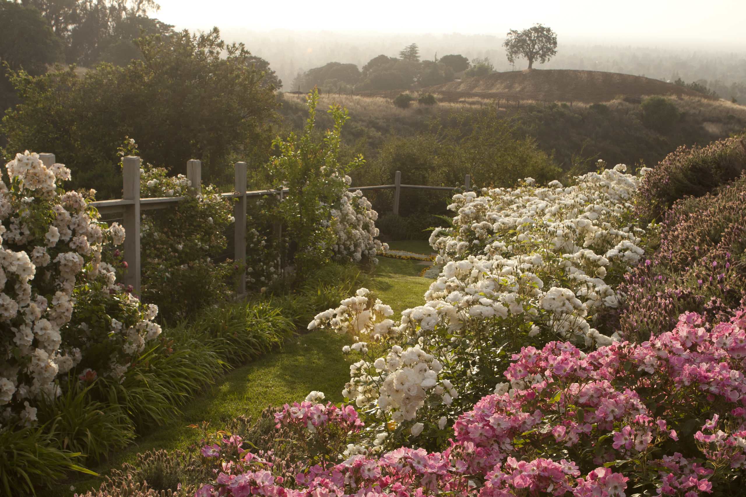 Хороший вопрос: Как правильно сажать и выращивать розы?