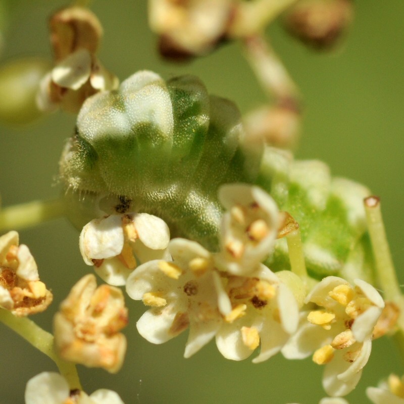 Что делать: Весенняя обработка сада от вредителей