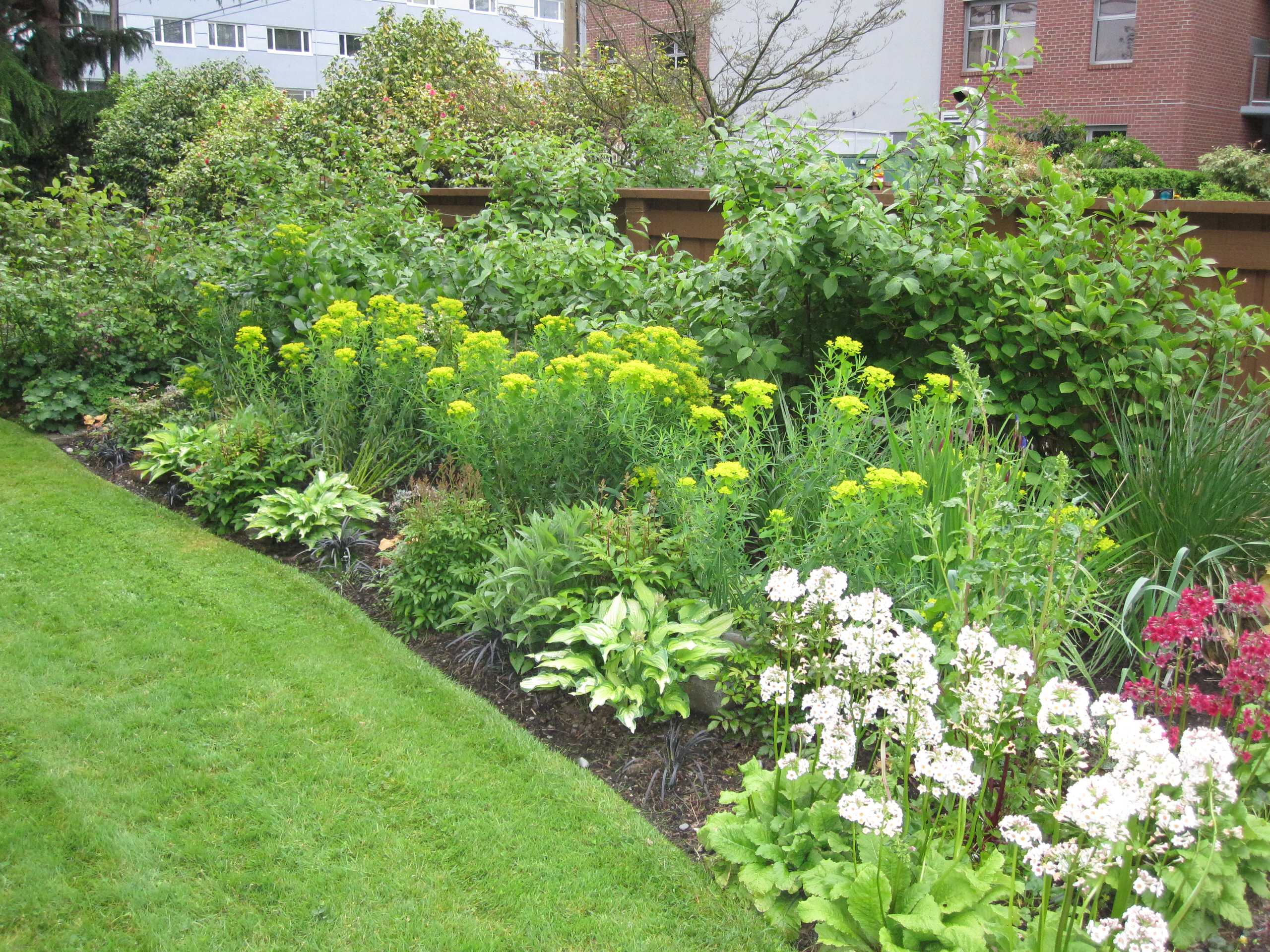 Растение месяца: Примула