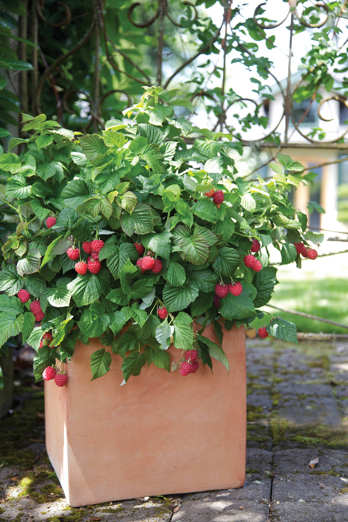 Модный огород: Дизайн грядок на дачном участке — фото и идеи