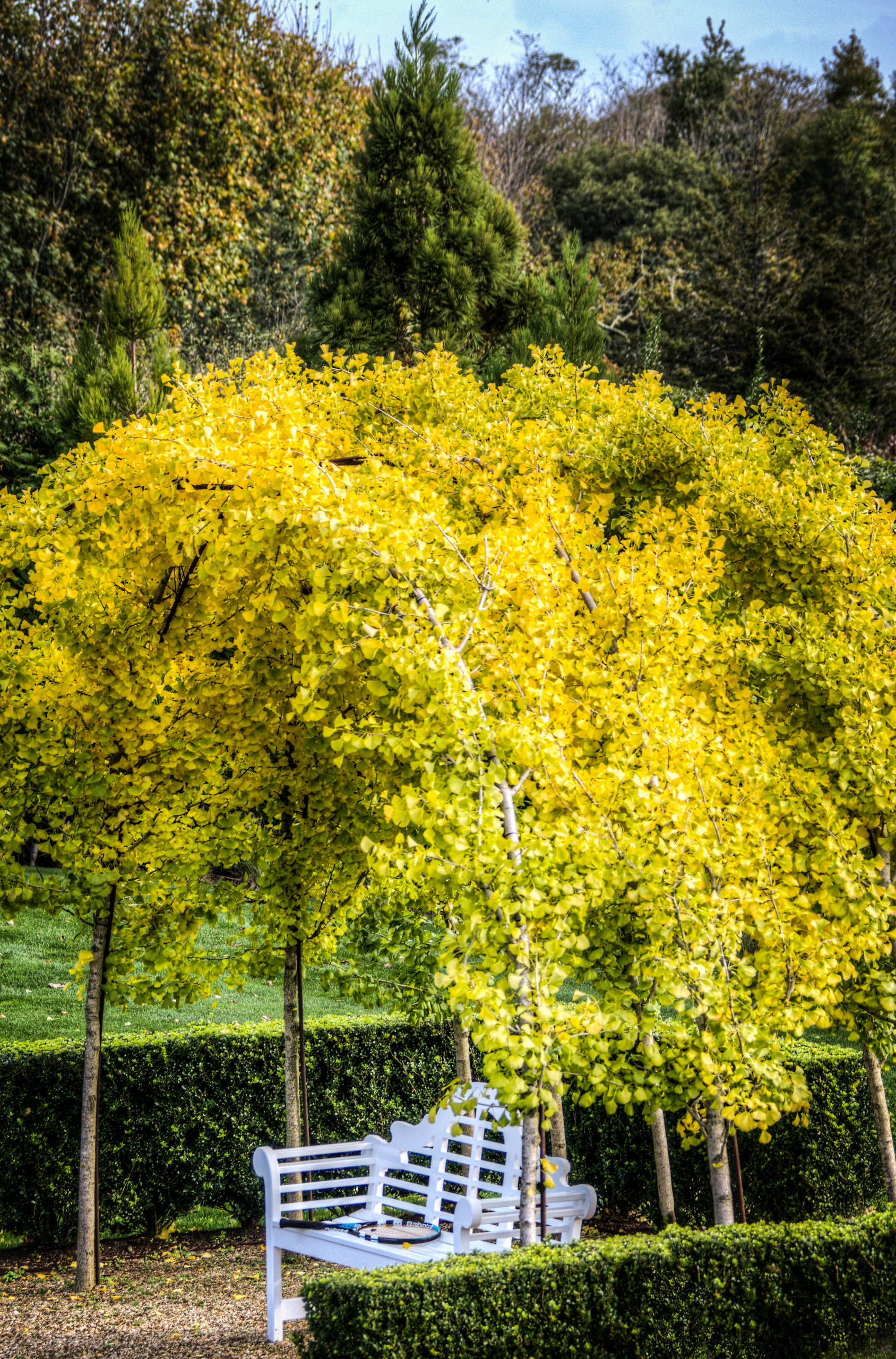 Живая беседка: Из чего ее вырастить в среднерусской полосе