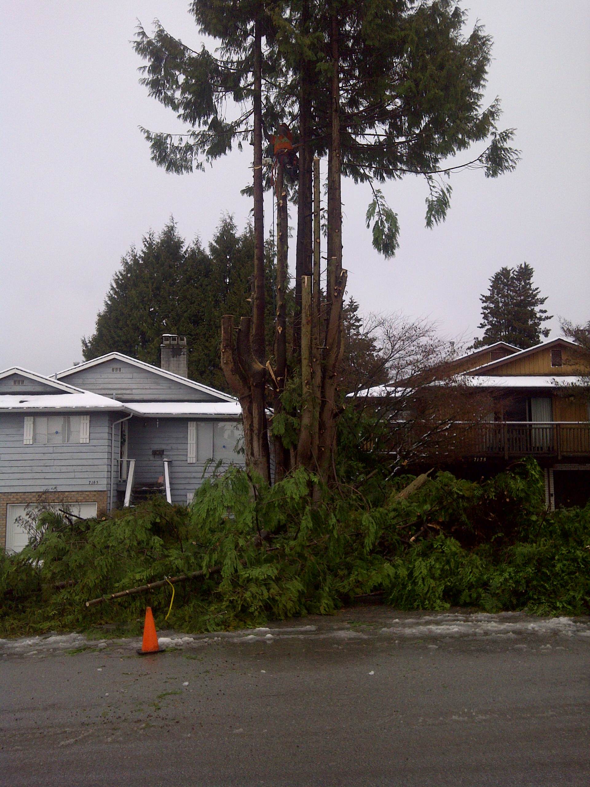 Работа над ошибками: Что пошло не так с деревьями