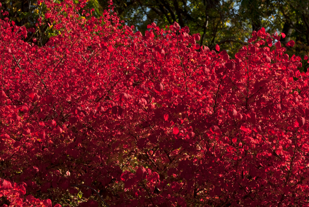 Хороший вопрос: Как получить сад, красивый до поздней осени