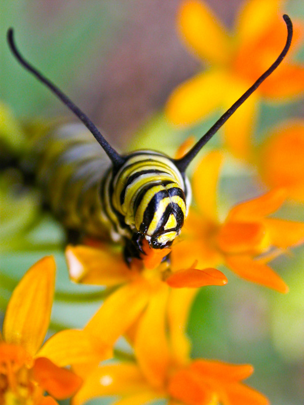 Что делать: Весенняя обработка сада от вредителей