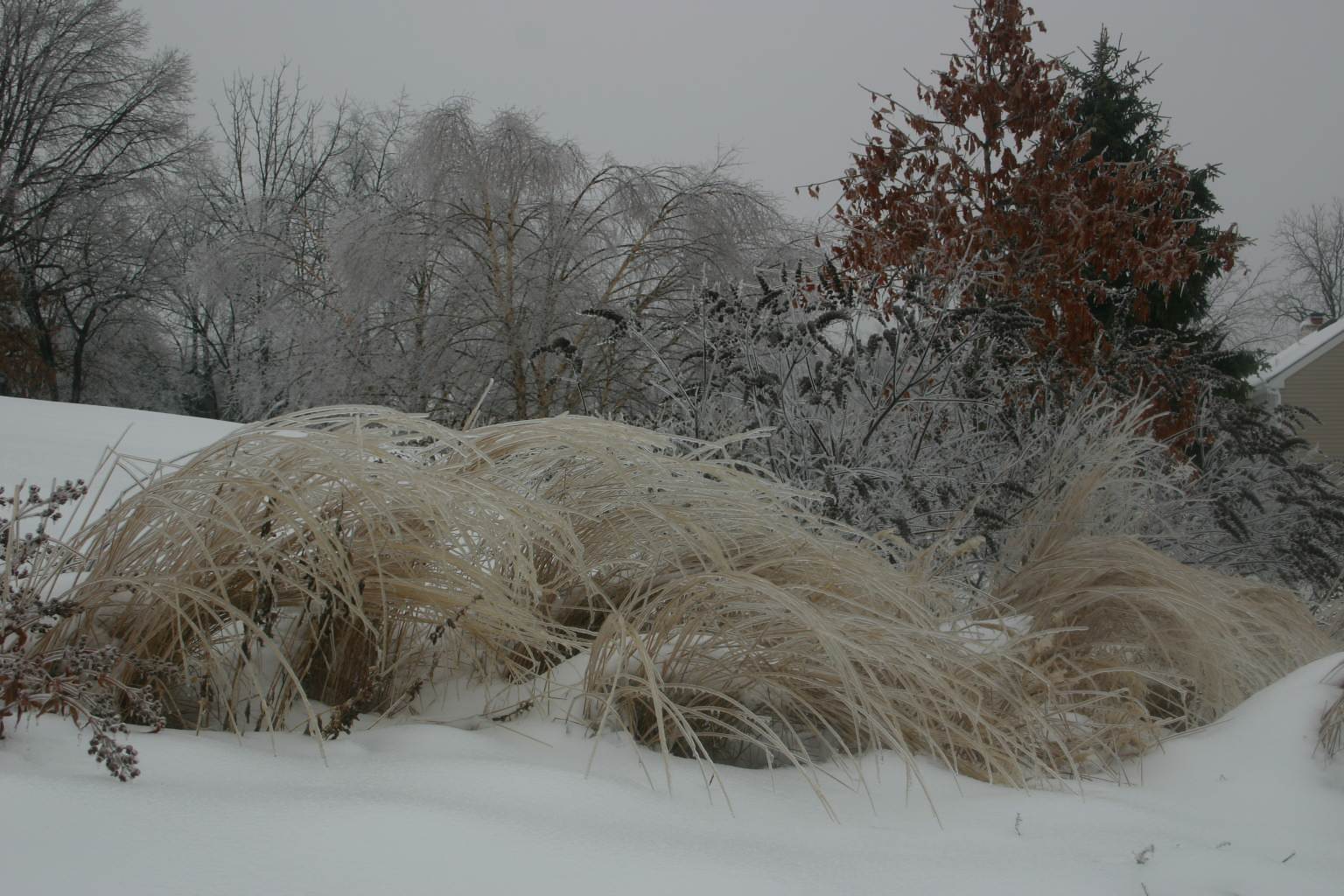 Как правильно: Посадочный материал для сада «новой волны»