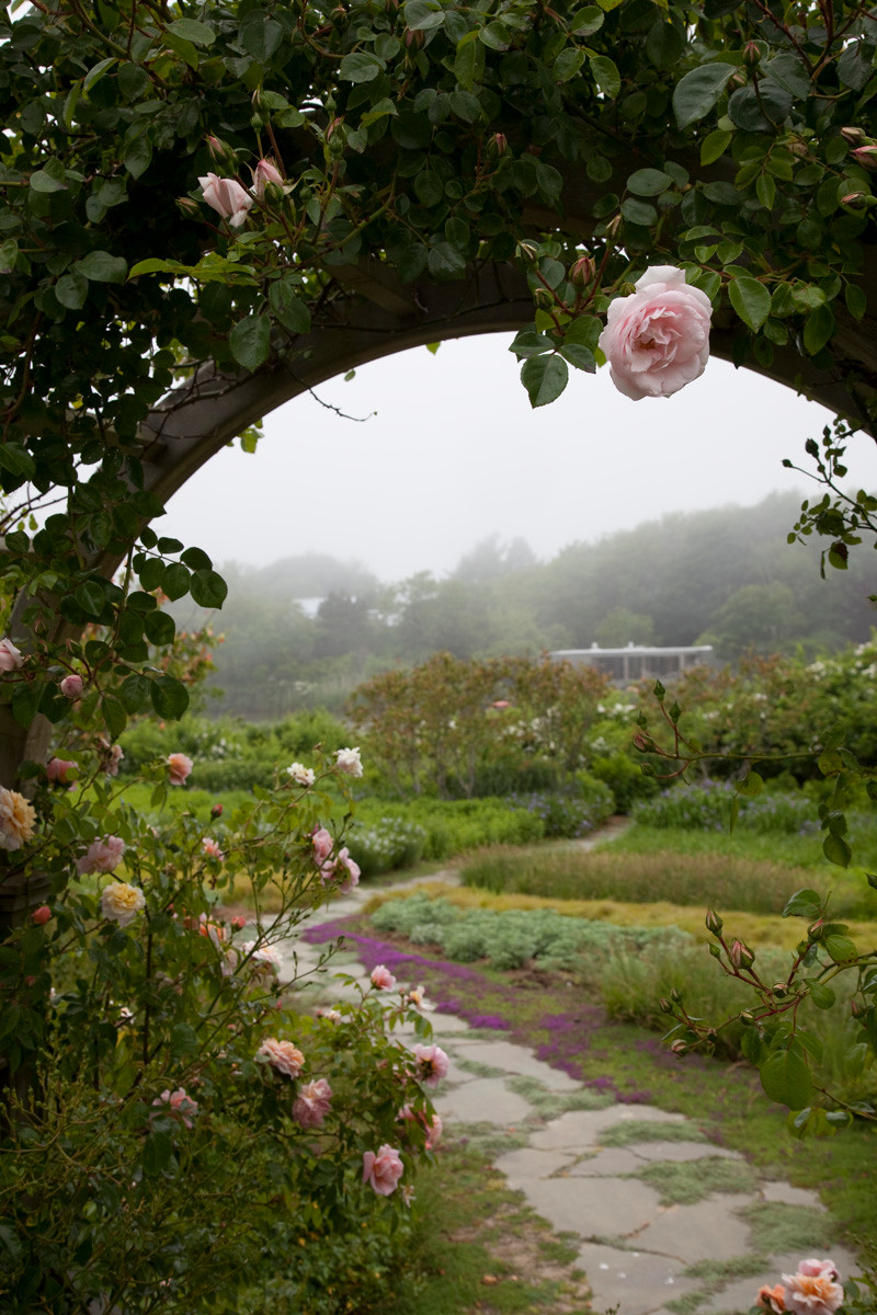 Розы в дизайне сада: Что они могут, а что нет