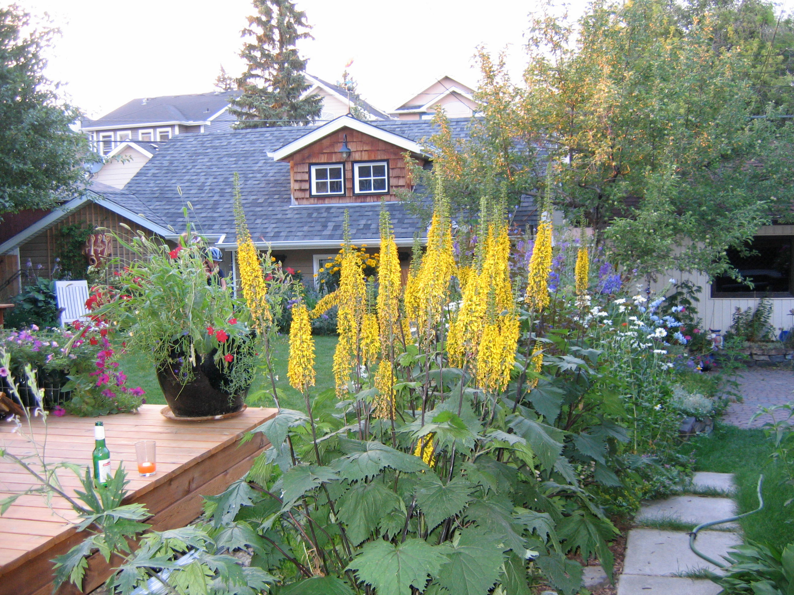 22 красиво цветущих растения для сырых и влажных мест в вашем саду