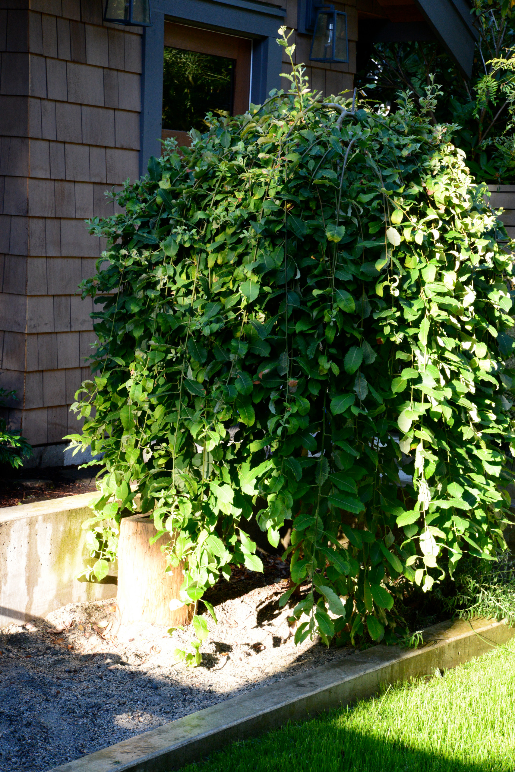 Живая беседка: Из чего ее вырастить в среднерусской полосе