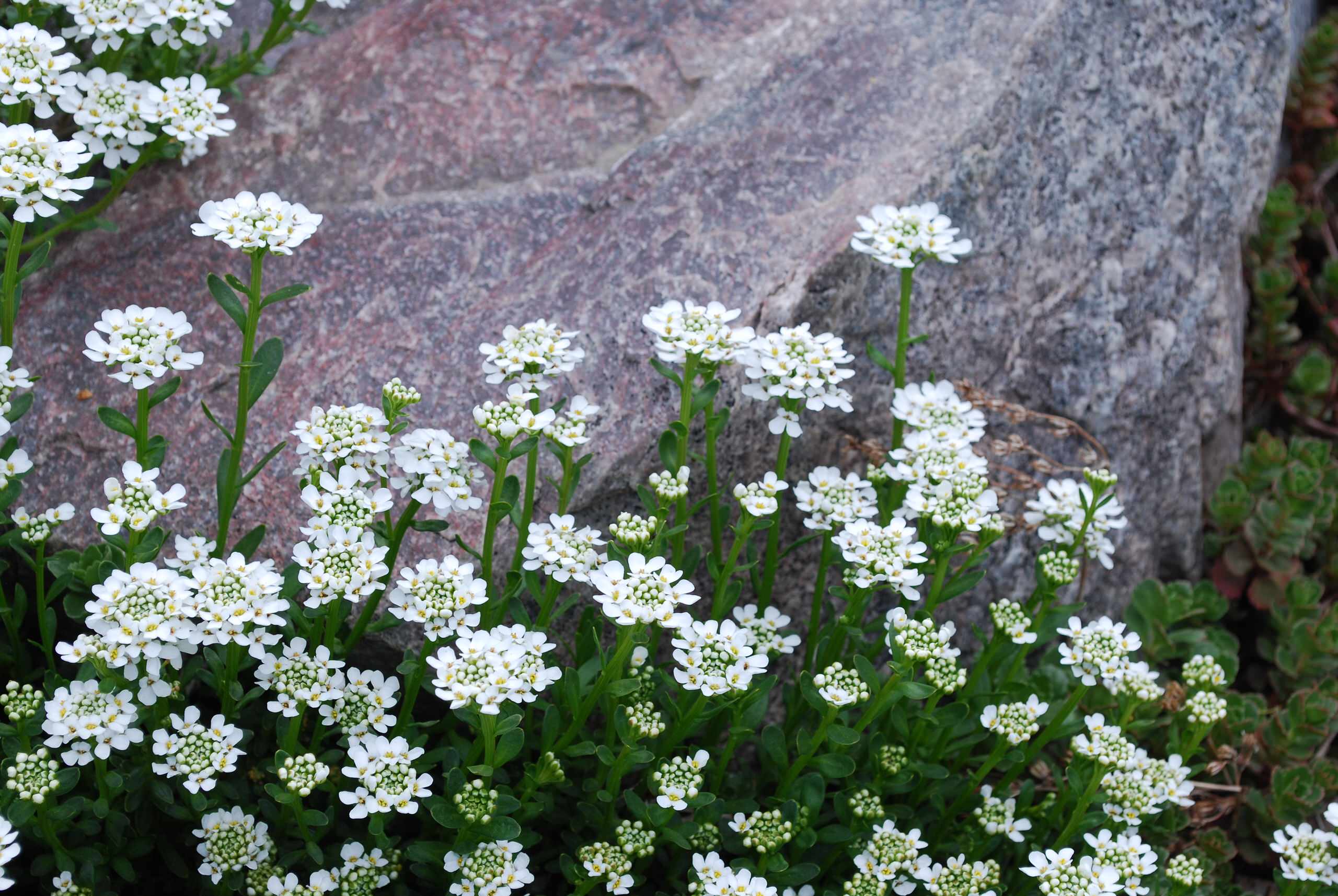 Цветы на даче: 9 стратегий дизайна клумбы