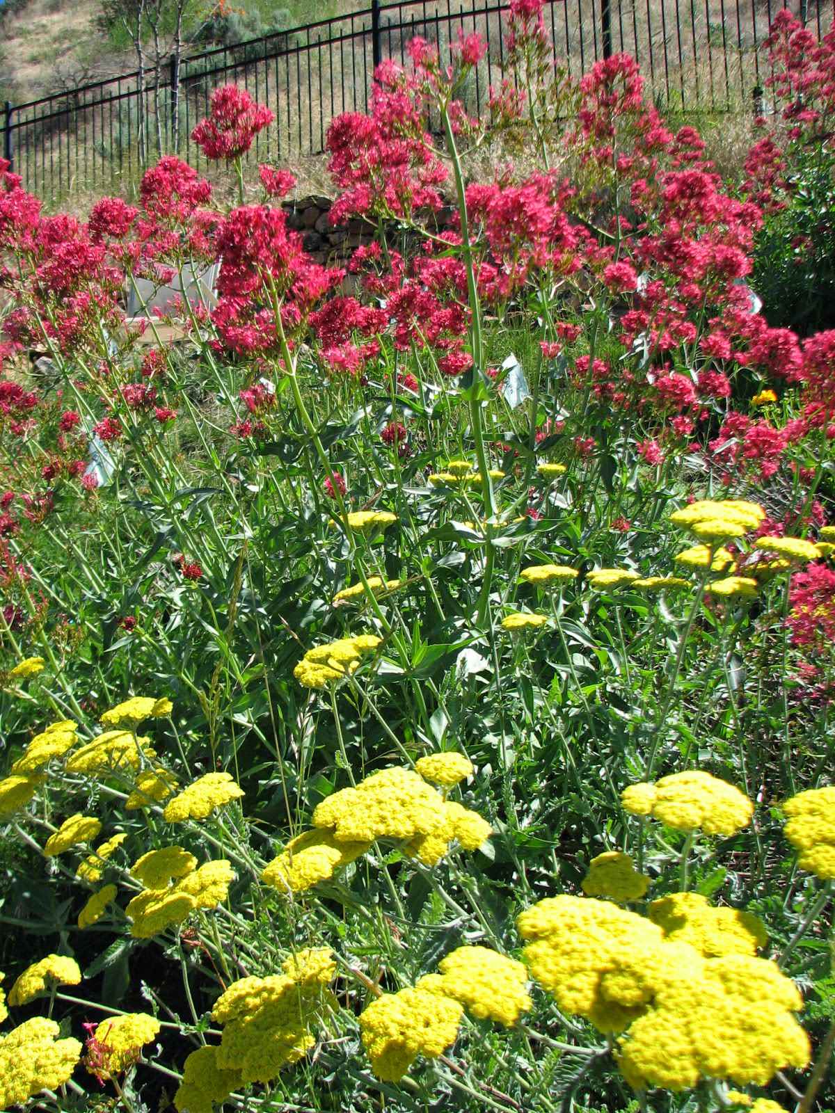 Как правильно: Сочетать растения по цвету на клумбе