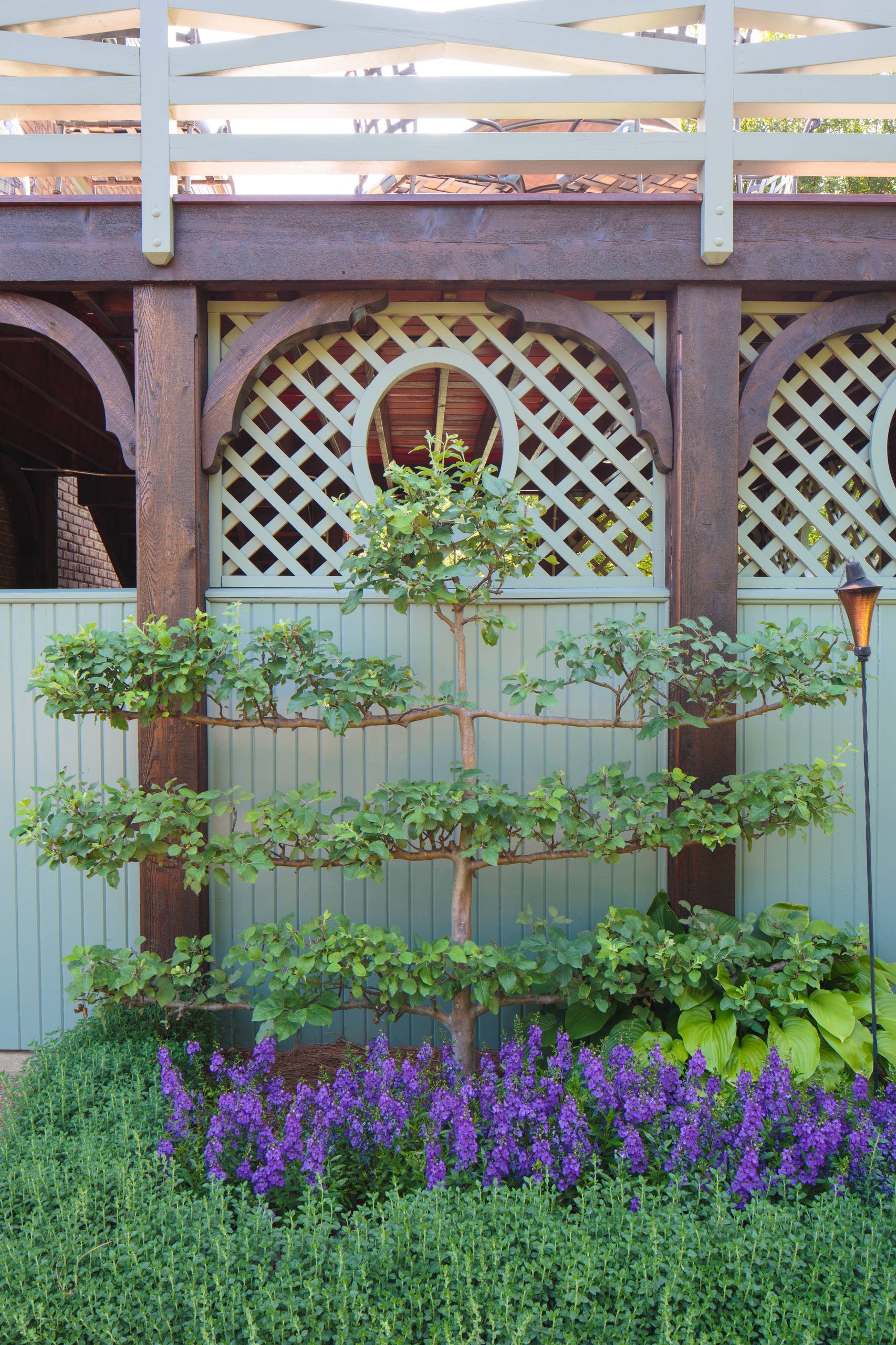 Шпалера в саду: Как вырастить деревья необычной формы