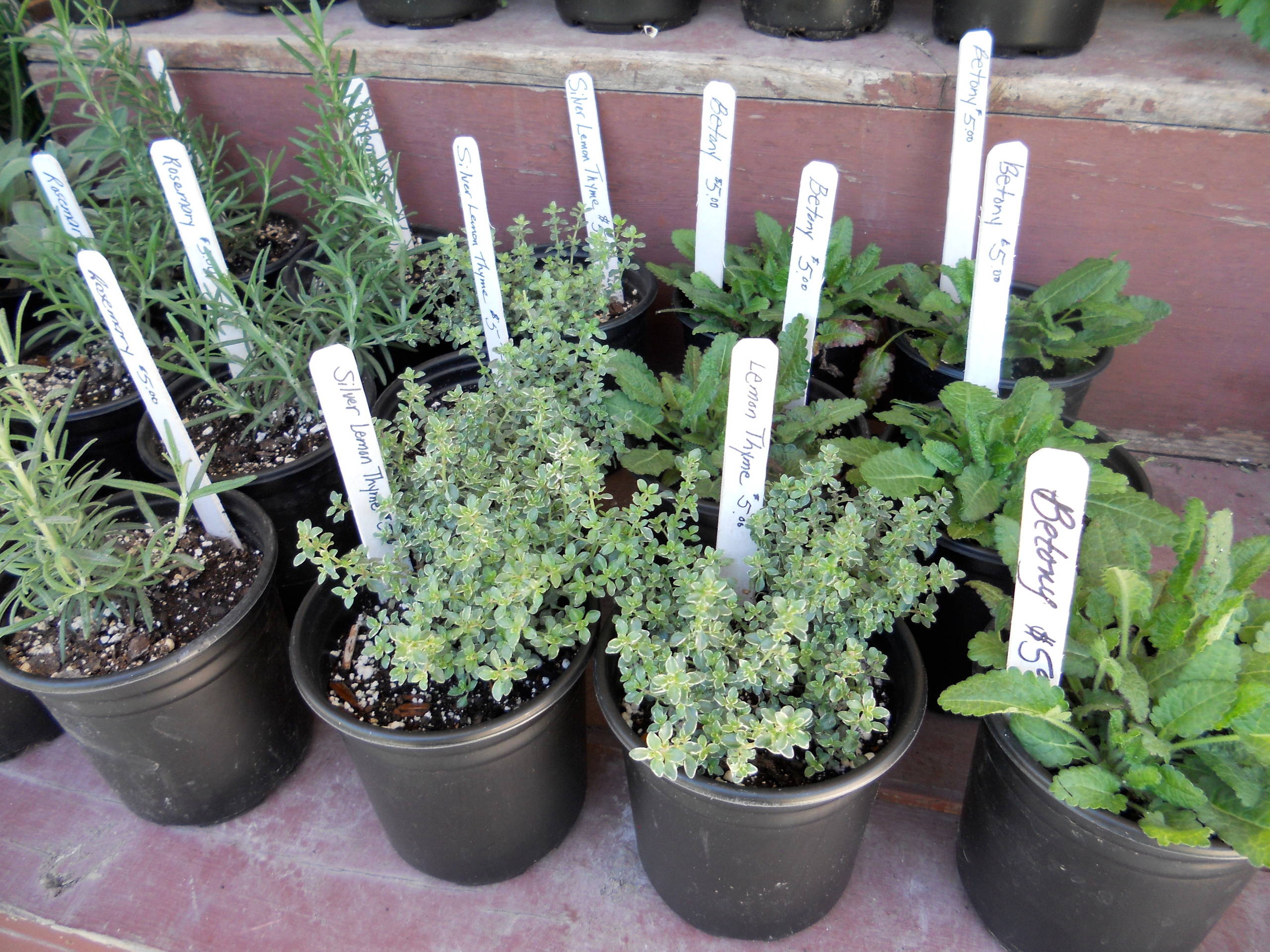 Для новичков: Когда сеять семена на рассаду — гид по месяцам