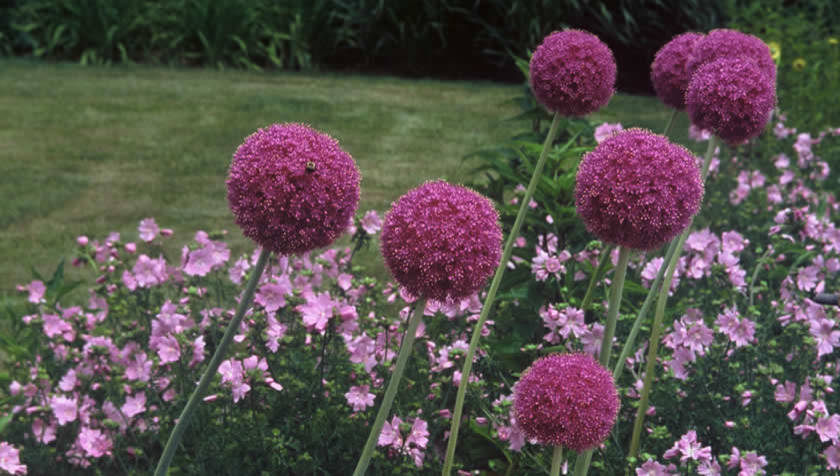 Одним цветом: Оформление участка в единой цветовой гамме