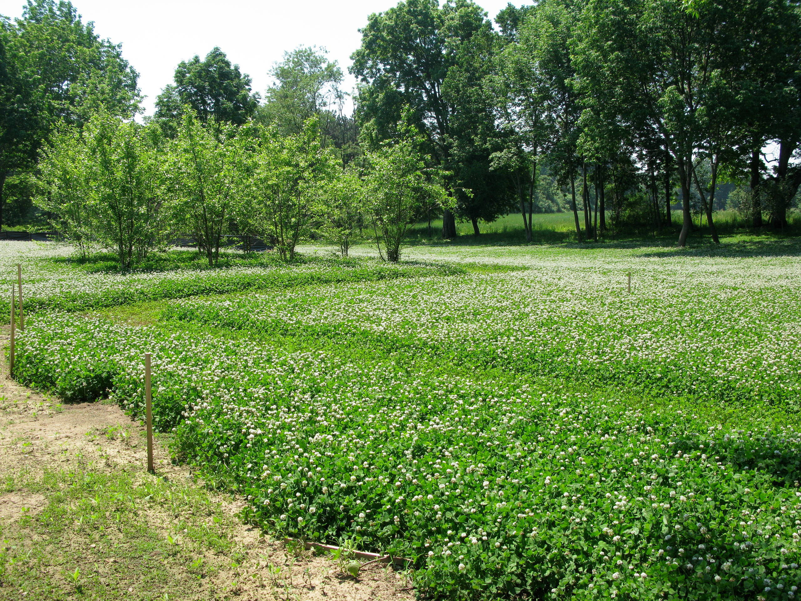 Level Up: Создаем сад после недавней постройки дома