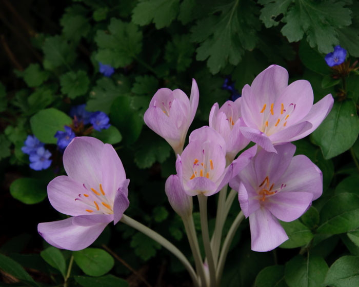 Клумба под окном: Как превратить в оазис двухметровый пятачок