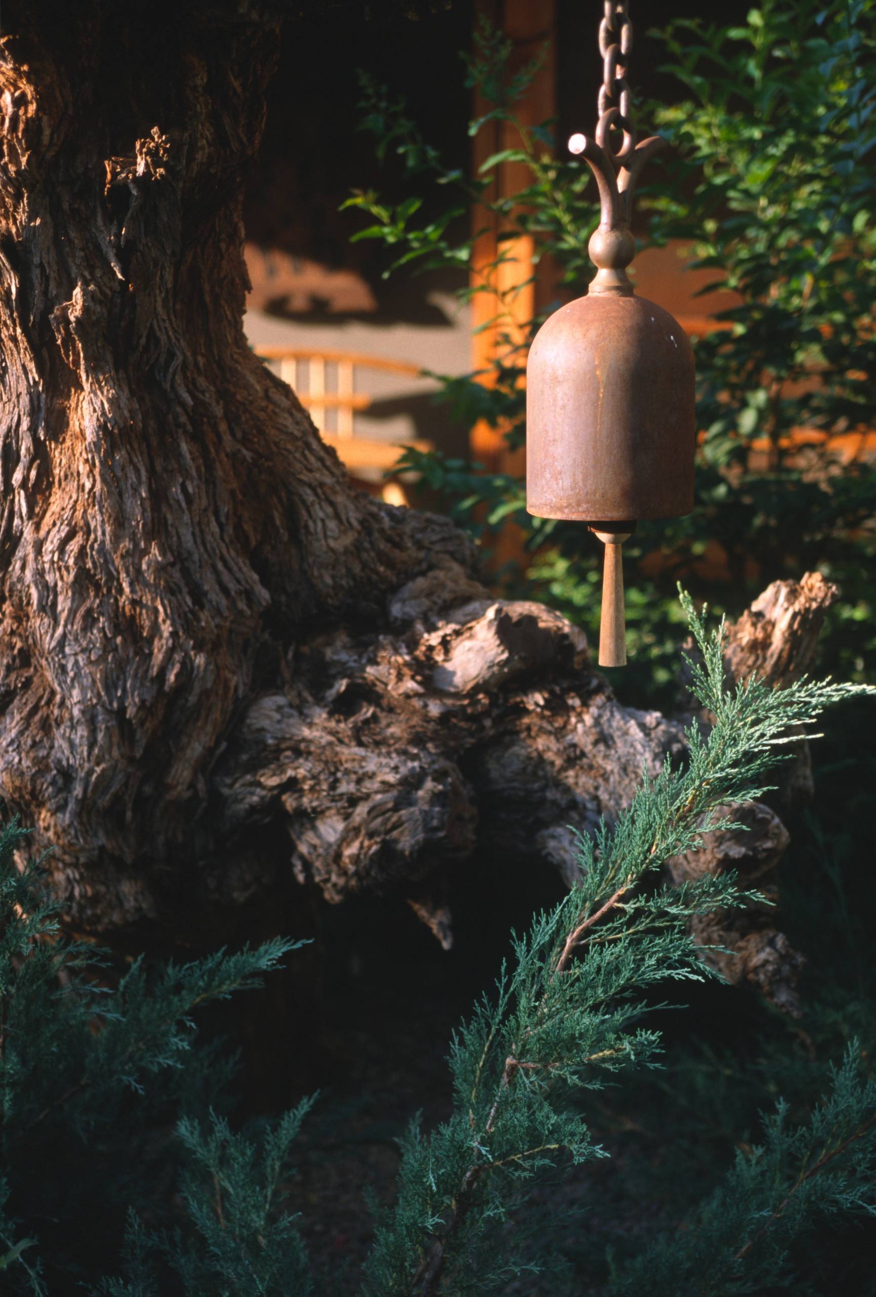 Корневая система растений: Почему важно в ней разбираться