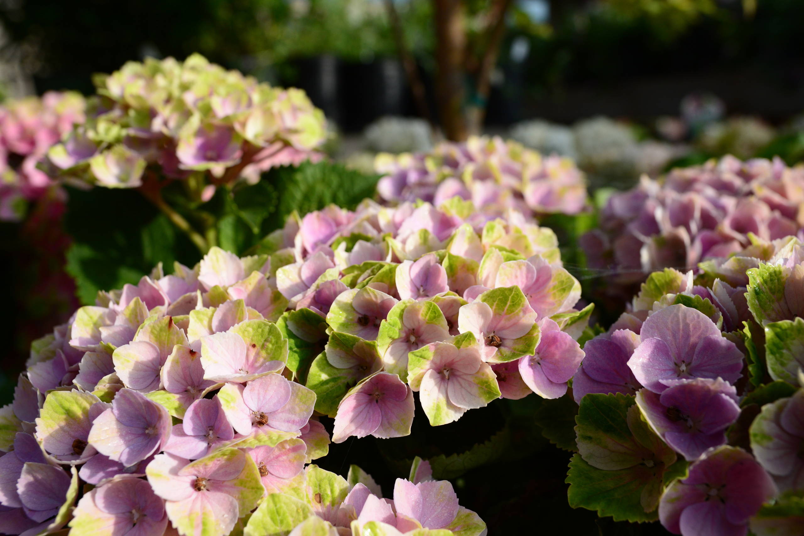 Что посадить: Сухоцветы для букетов и цветника