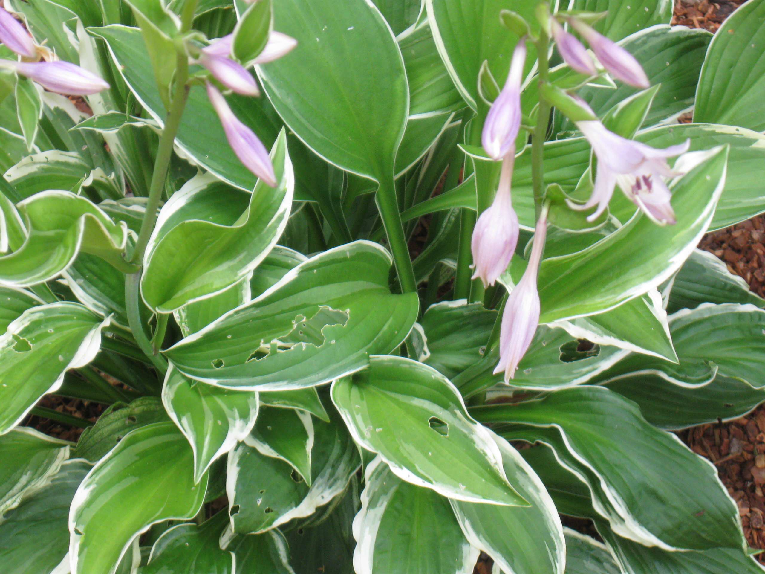 22 красиво цветущих растения для сырых и влажных мест в вашем саду