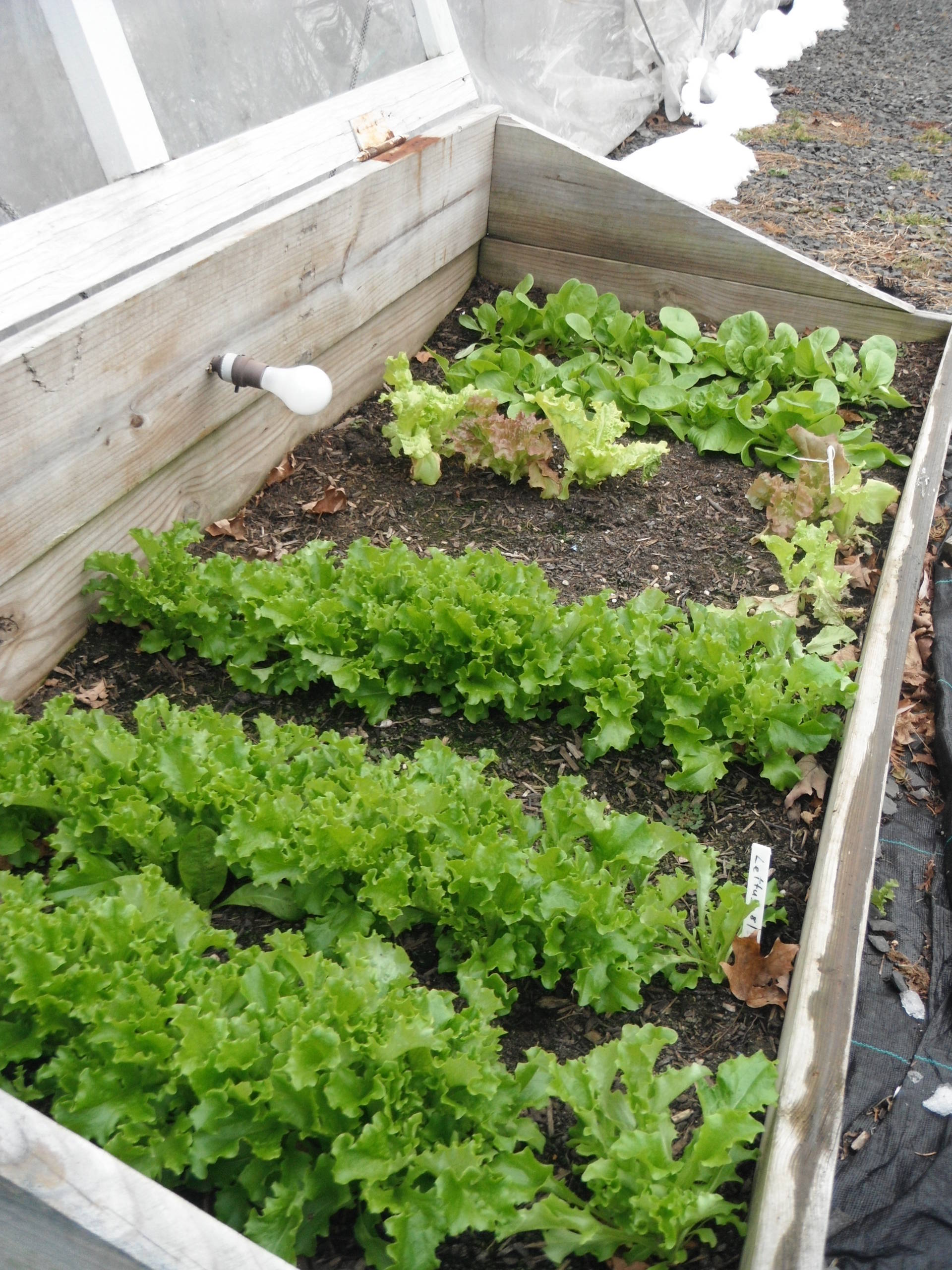 Весне дорогу: Садовый календарь на апрель