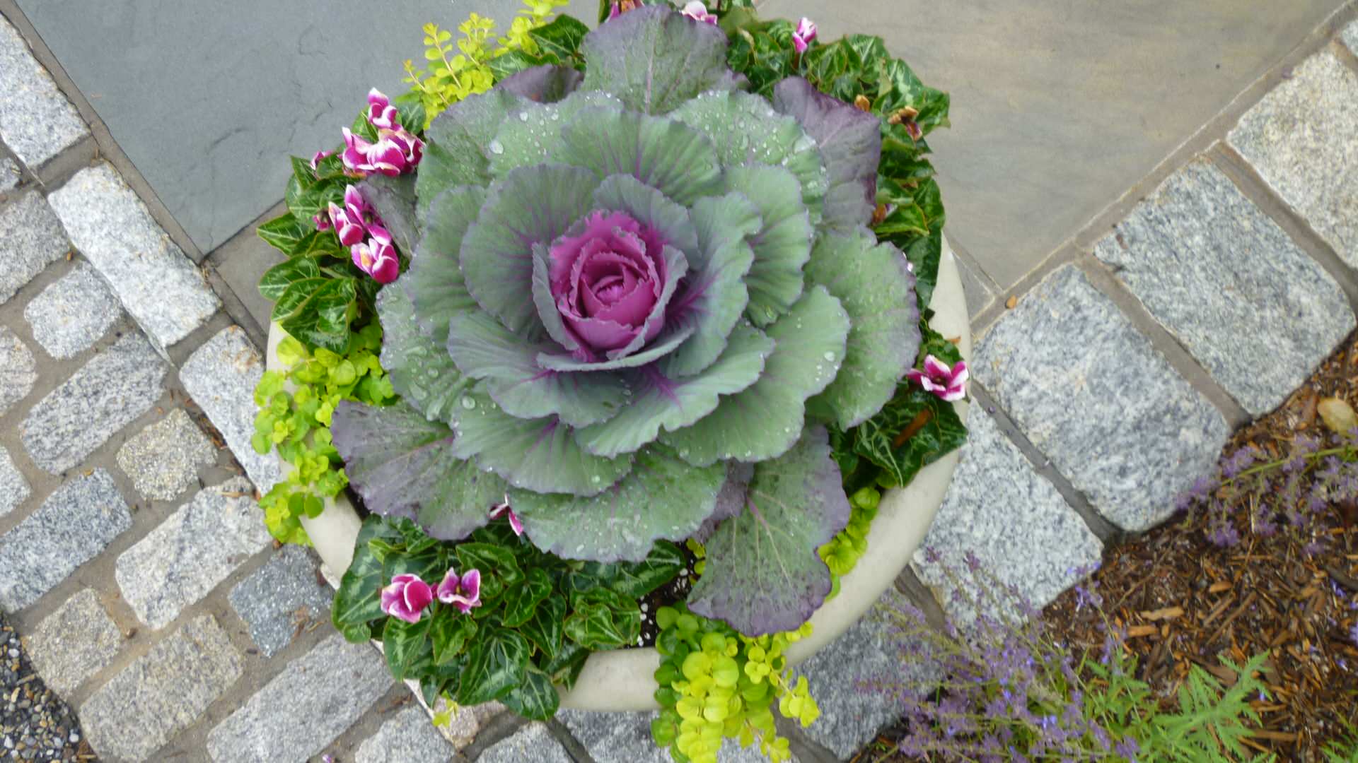 Фотоохота: 45 идей осенних кашпо