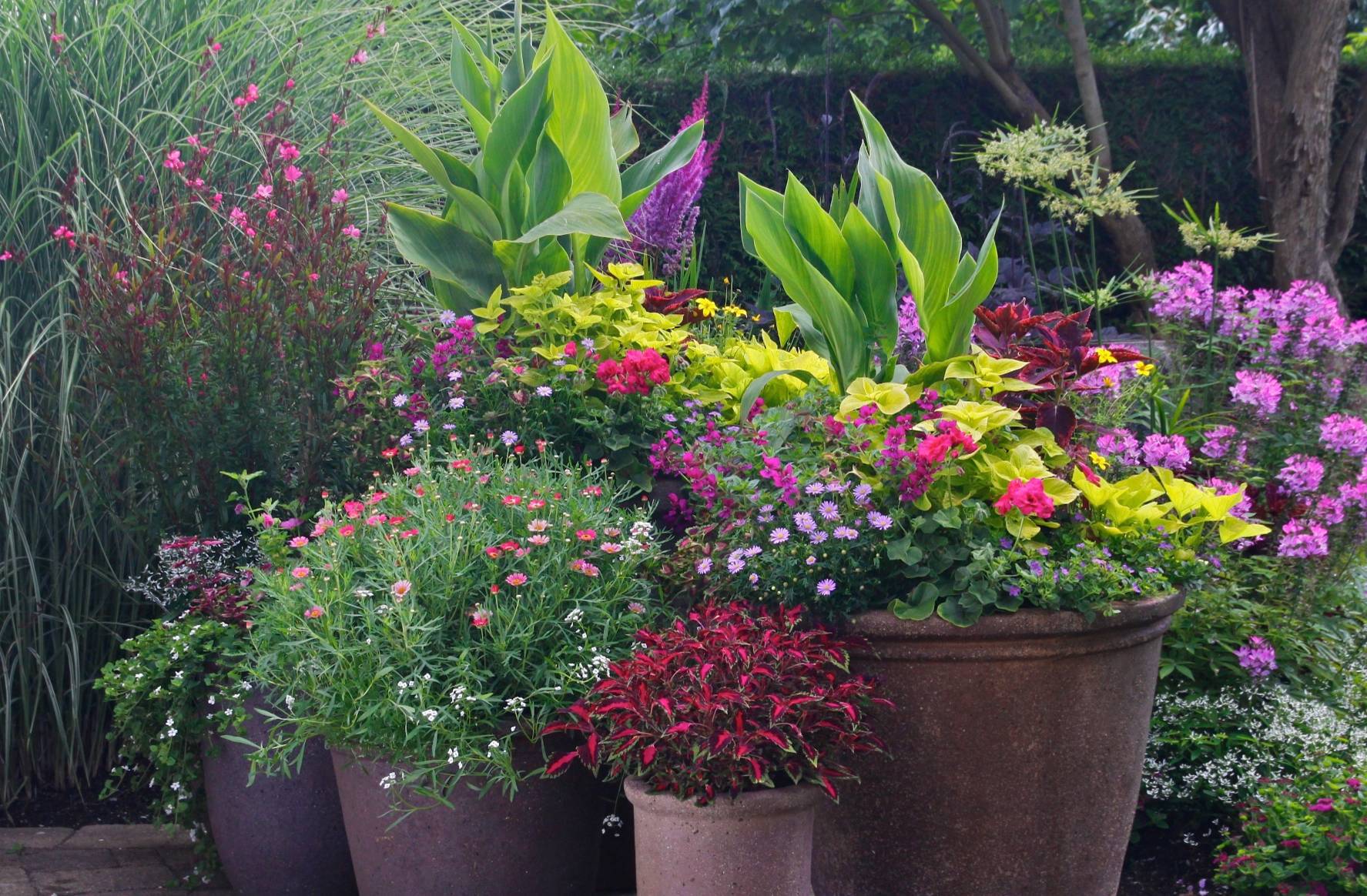 Блиц-озеленение: Как получить цветущий балкон за два дня