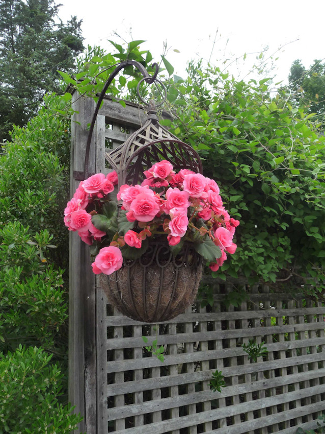 Блиц-озеленение: Как получить цветущий балкон за два дня