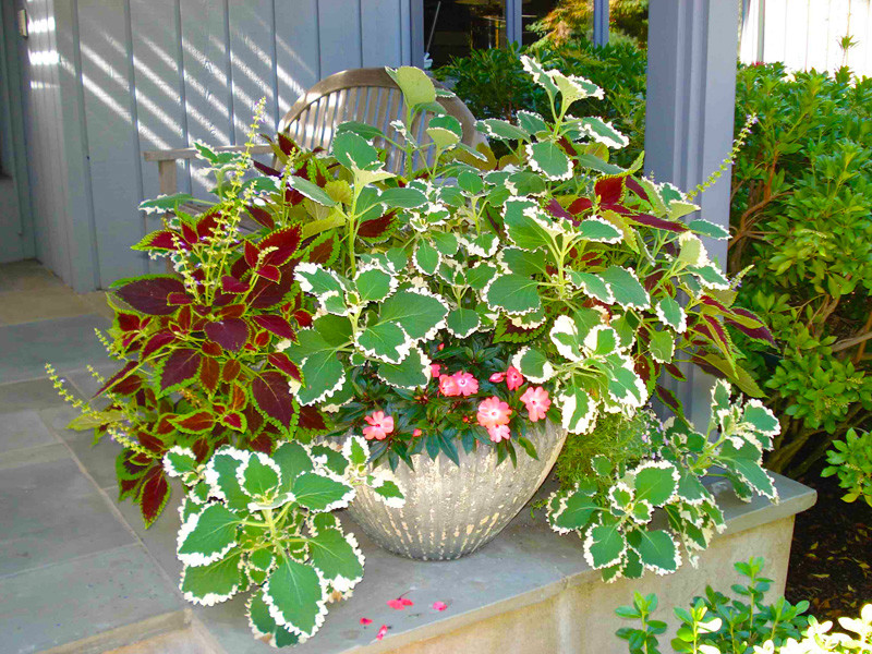 Сад в контейнере: 11 эффектных композиций для вашего балкона