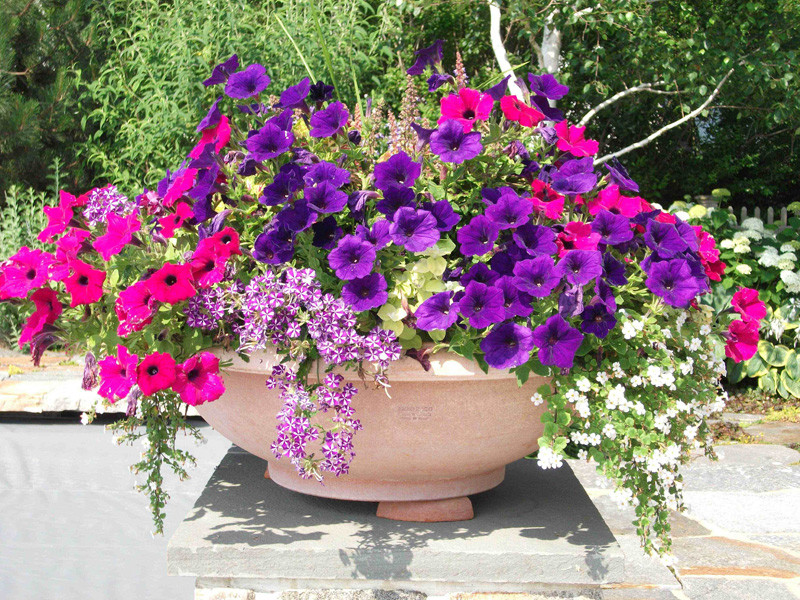 Блиц-озеленение: Как получить цветущий балкон за два дня