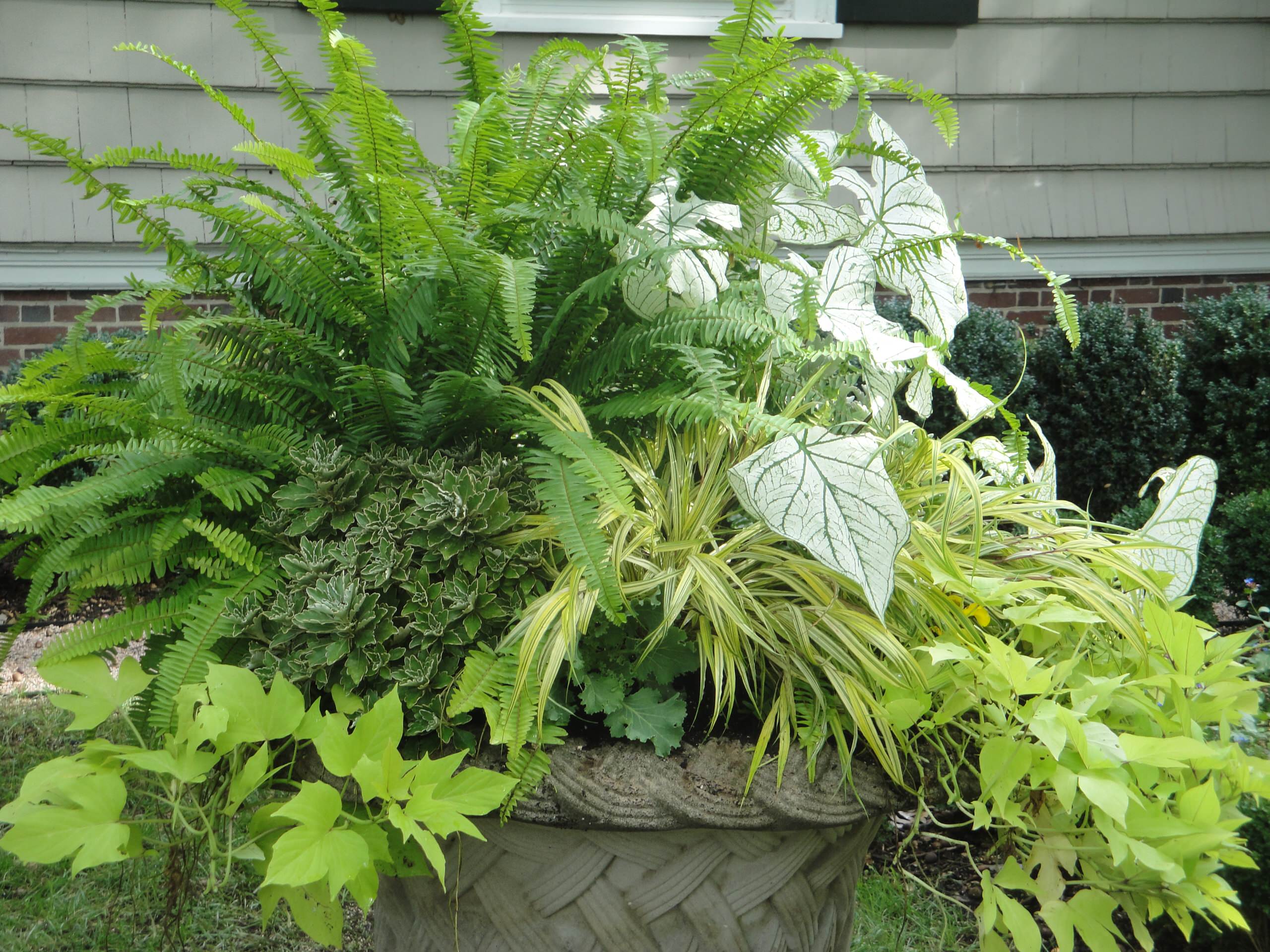 Сад в контейнере: 11 эффектных композиций для вашего балкона