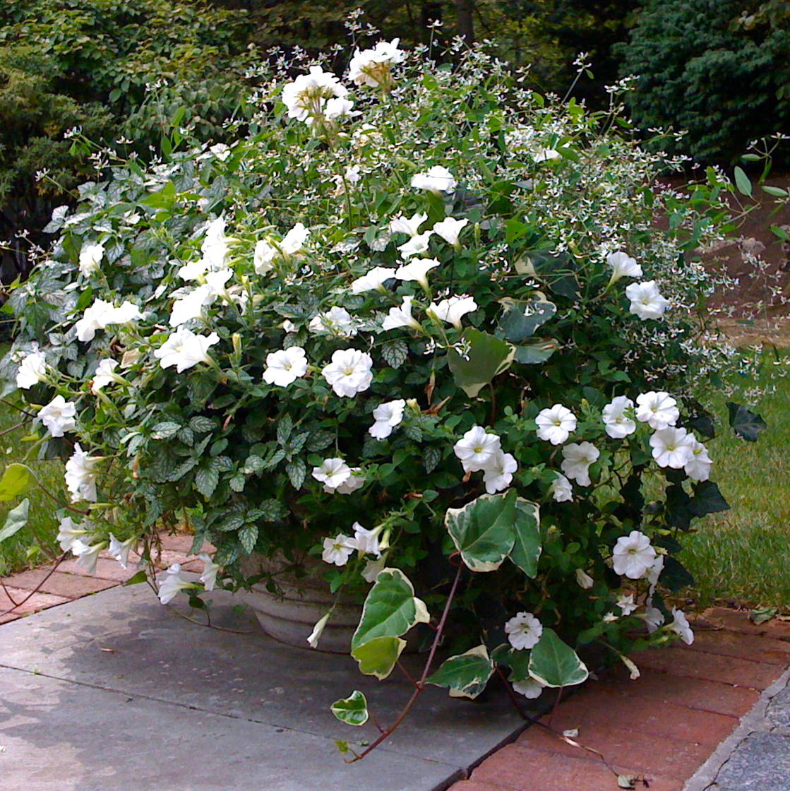 Сад в контейнере: 11 эффектных композиций для вашего балкона