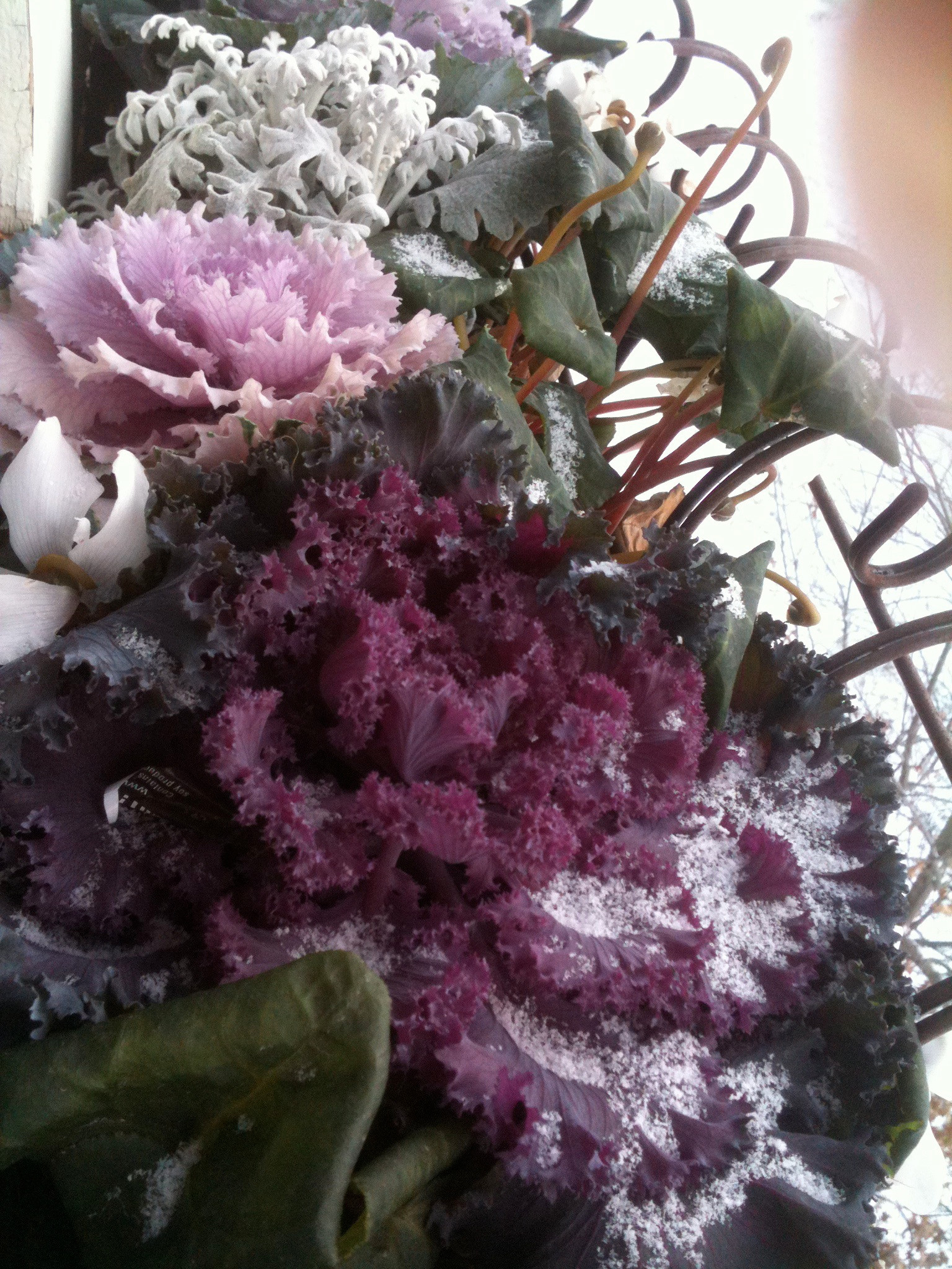 Как правильно: Горшечный сад осенью — проводим апгрейд