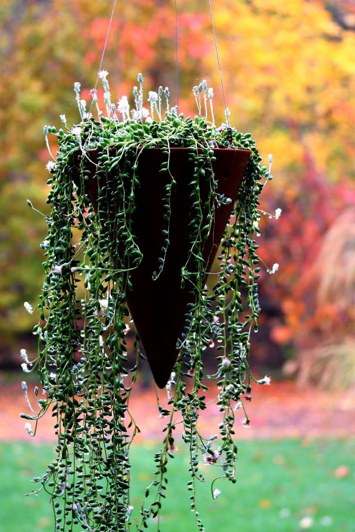 Вопрос: Можно ли вырастить полноценный сад в кадках