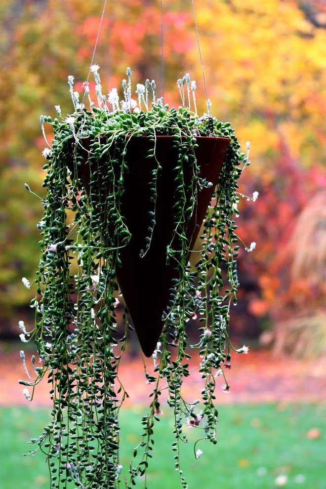 Вопрос: Можно ли вырастить полноценный сад в кадках