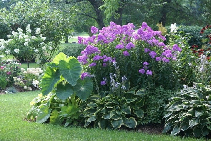 Растение месяца: Флокс метельчатый