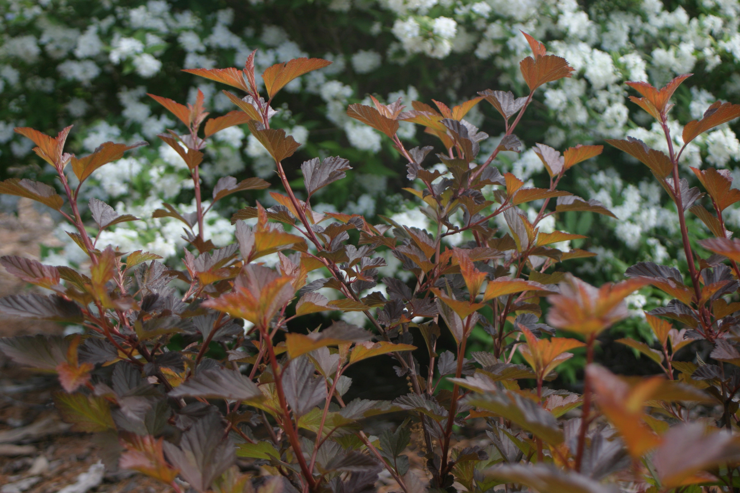 Готовимся к зиме: Выбор морозоустойчивых деревьев и кустарников