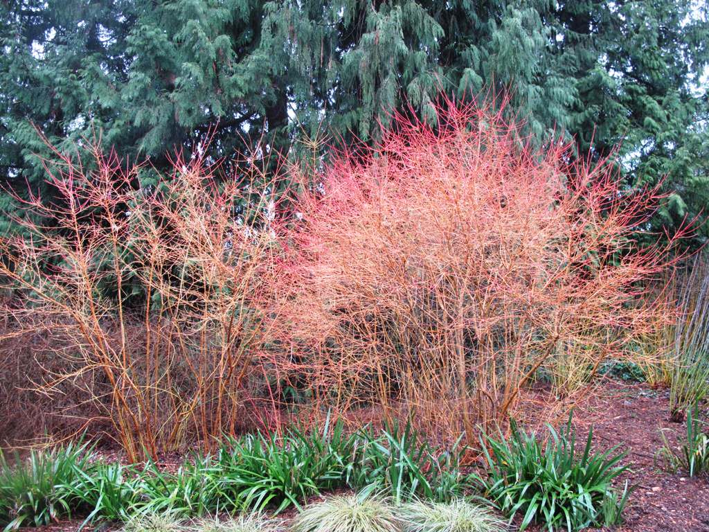 Азы садовода: Обрезка плодовых деревьев и кустарников