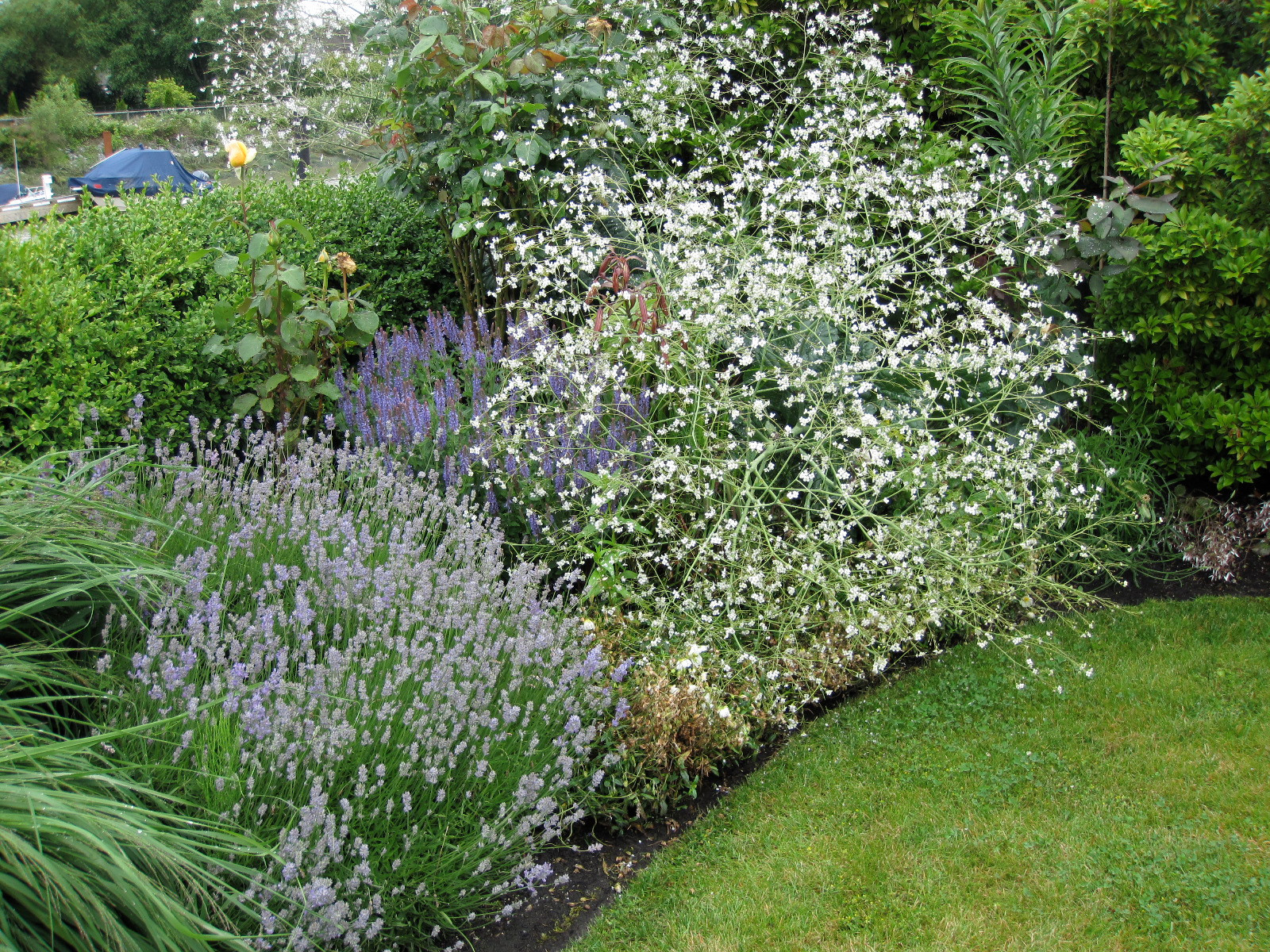 Что посадить: Сухоцветы для букетов и цветника